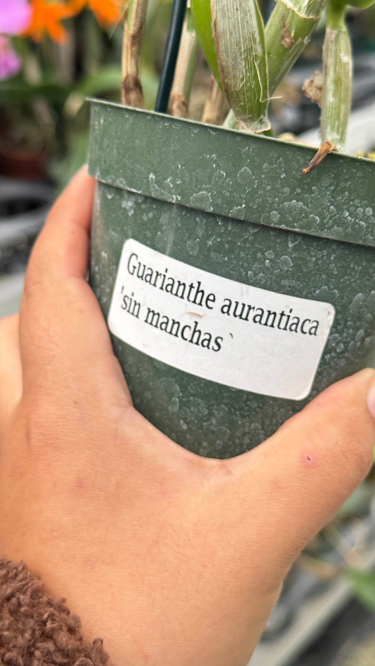 Guarianthe aurantiaca sin manchas 4”