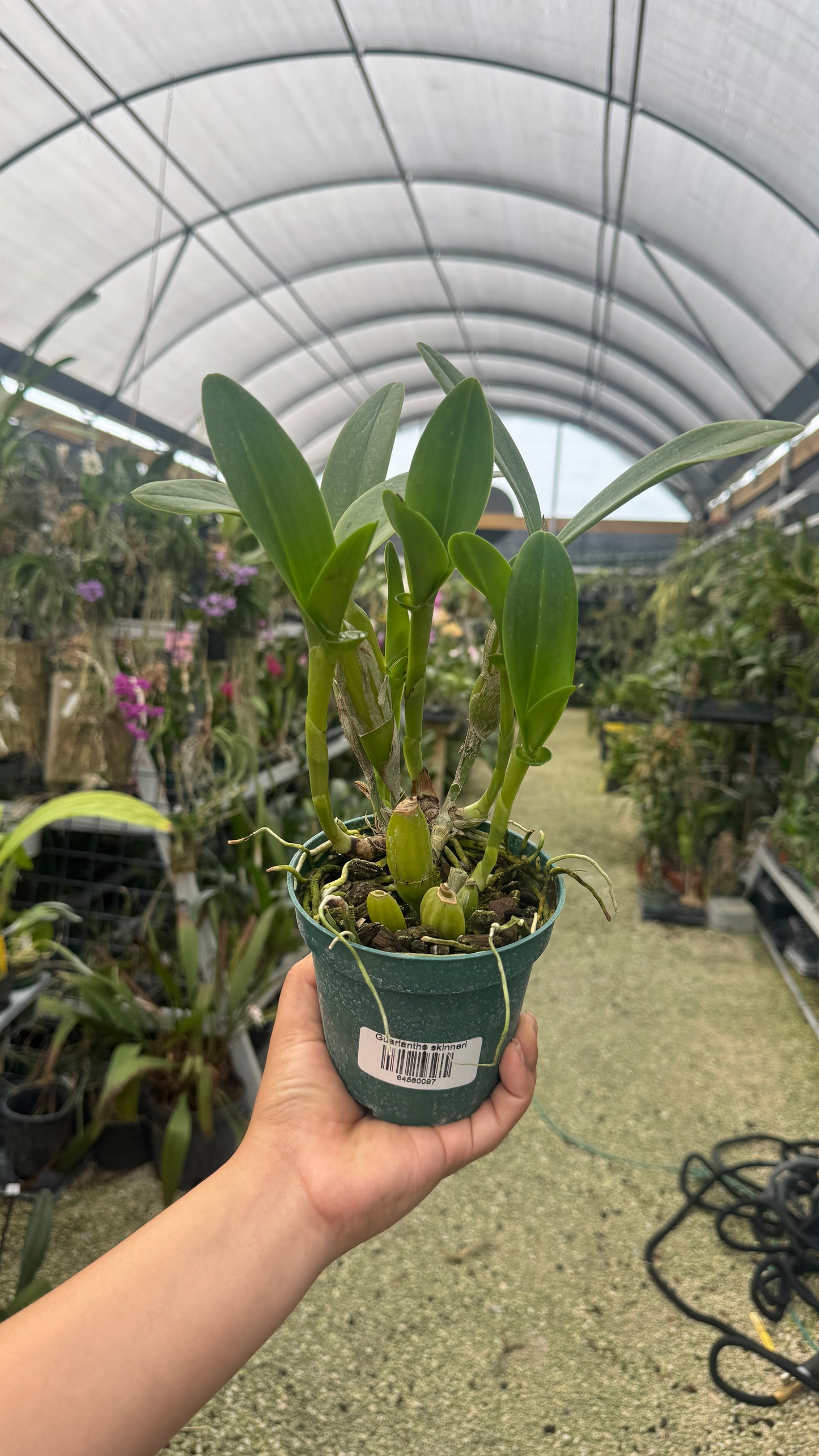 Guarianthe skinneri grower choice