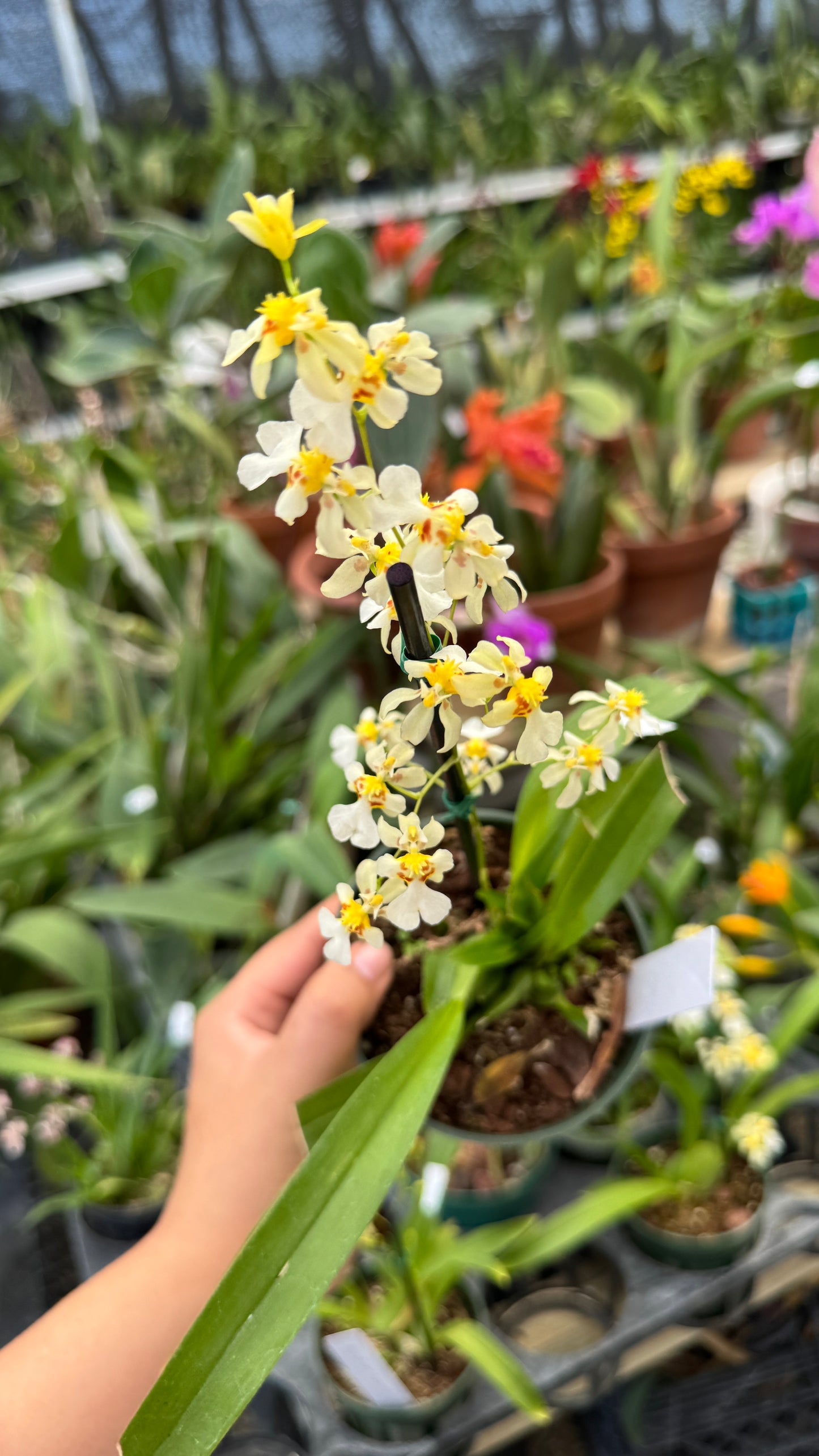 Oncidium Twinkle white 4”