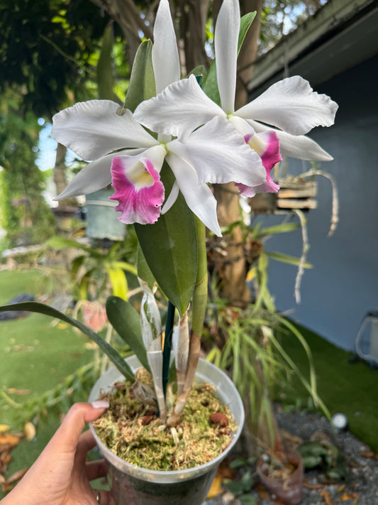 C. Canaima's First (purpurata carnea x violácea carnea pot 6”