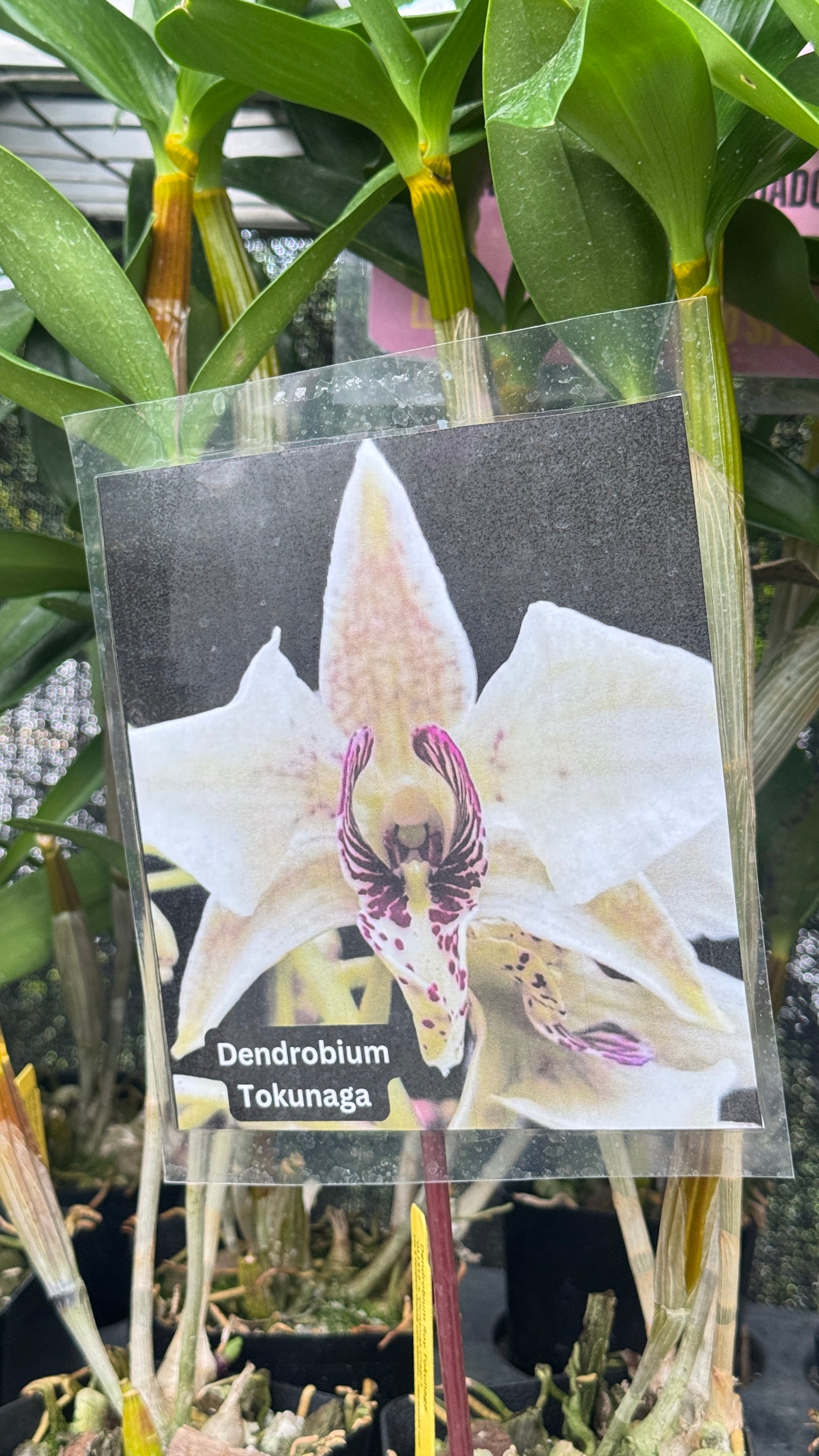 Dendrobium Tokunaga 4”