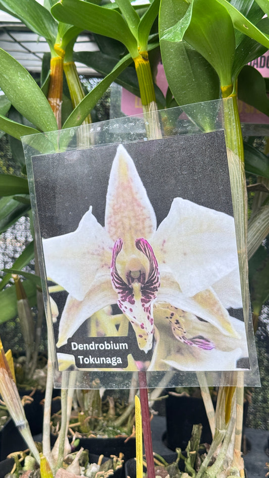 Dendrobium Tokunaga 4”