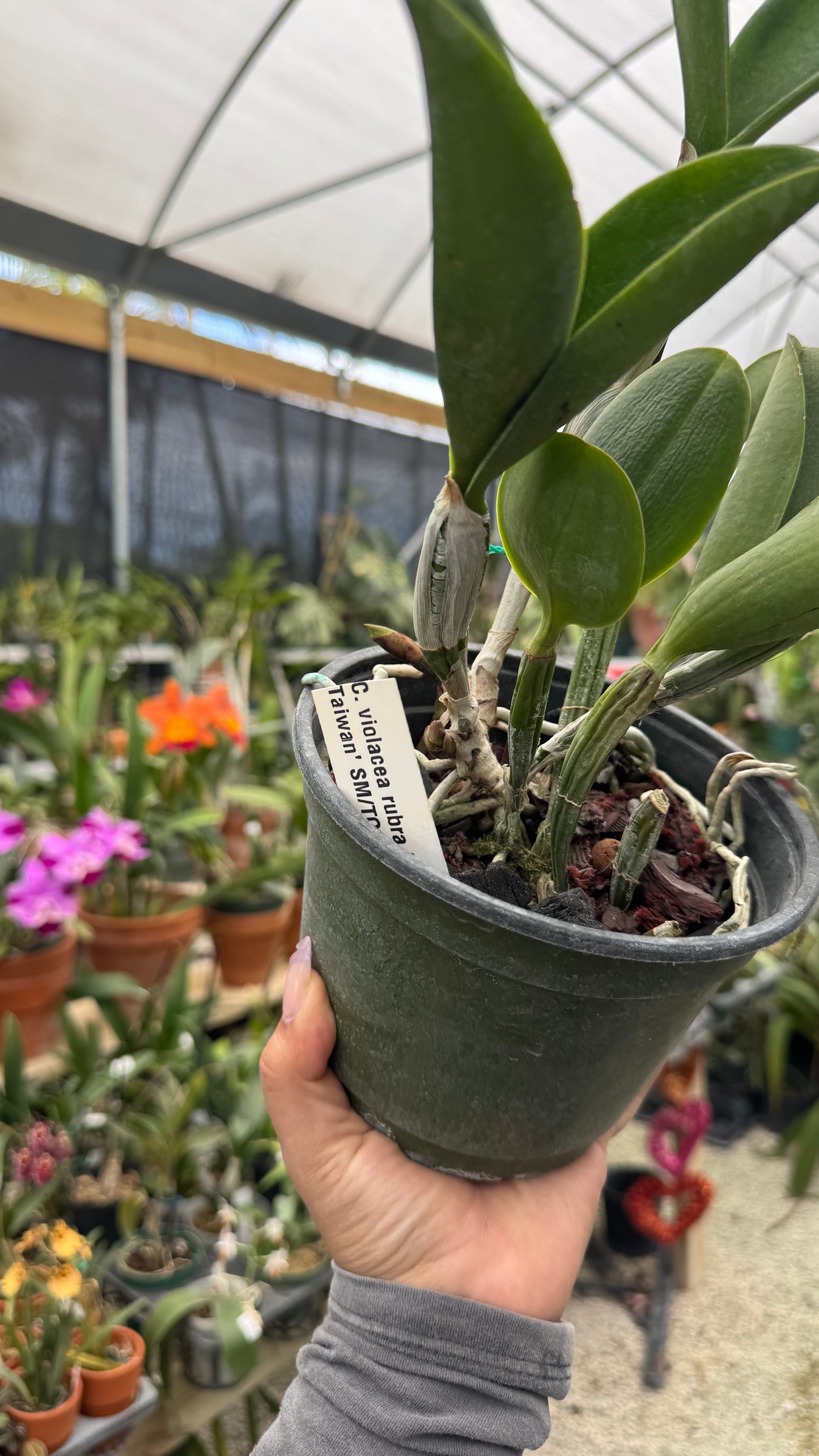 C. Violacea Rubra Taiwan 6” Grower Choice