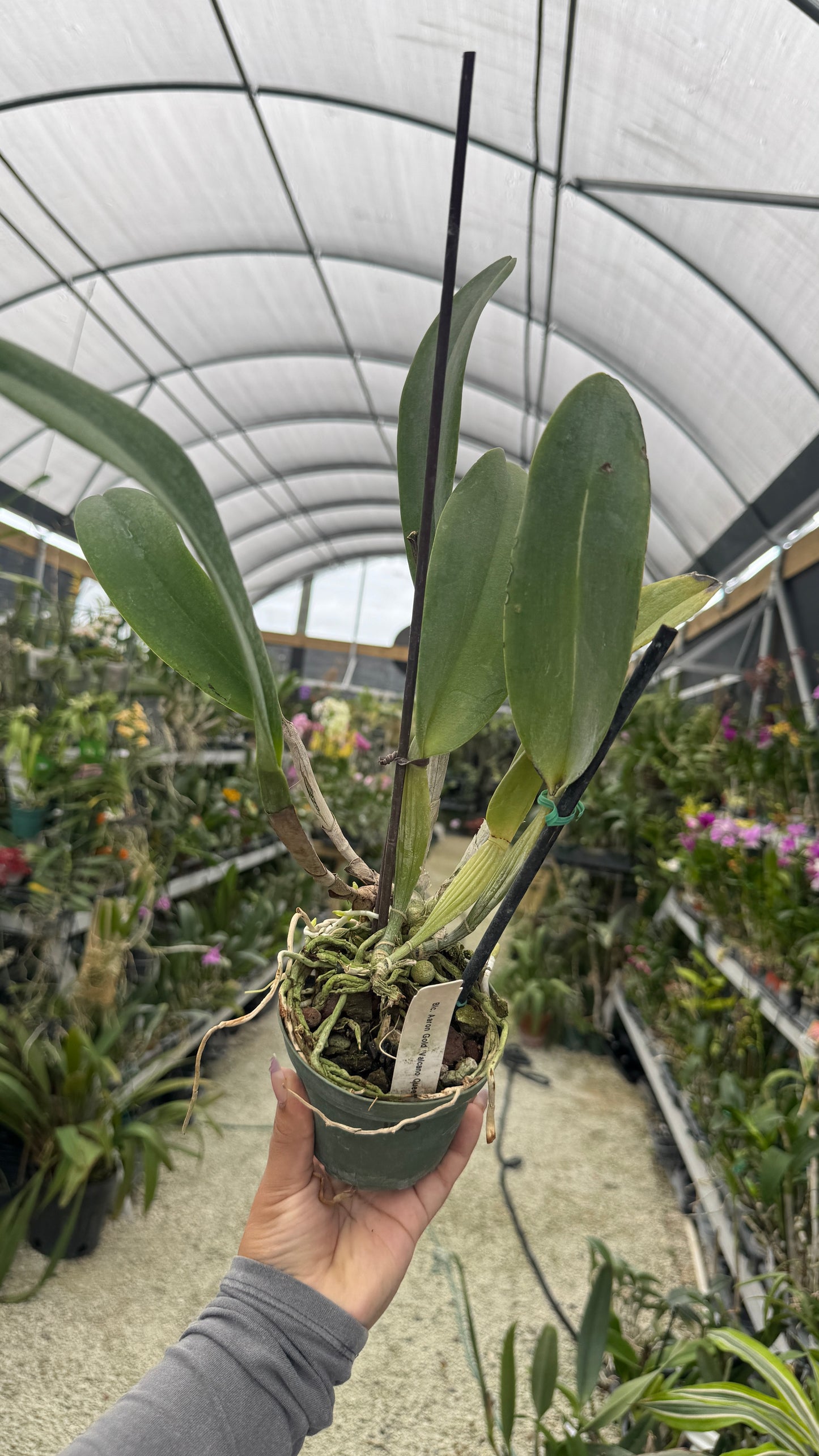 BLC Aron gold volcano queen 4” no flower 105