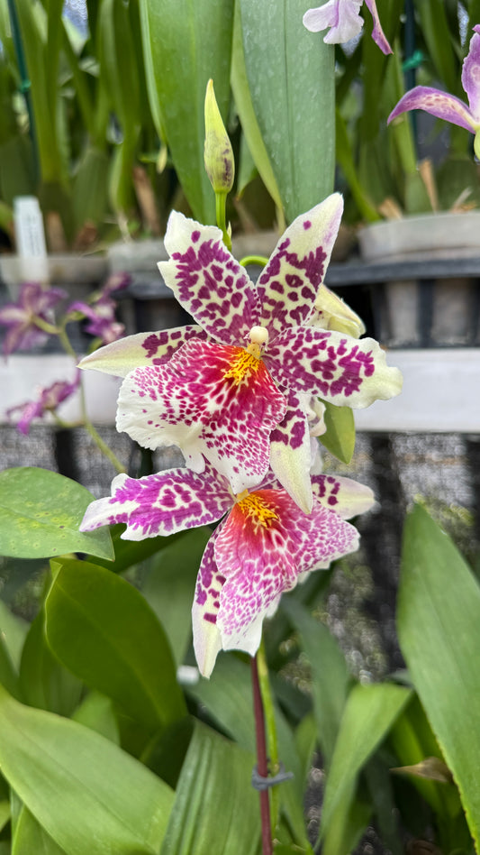 Bllra. Big Shot ‘Pink Panther’