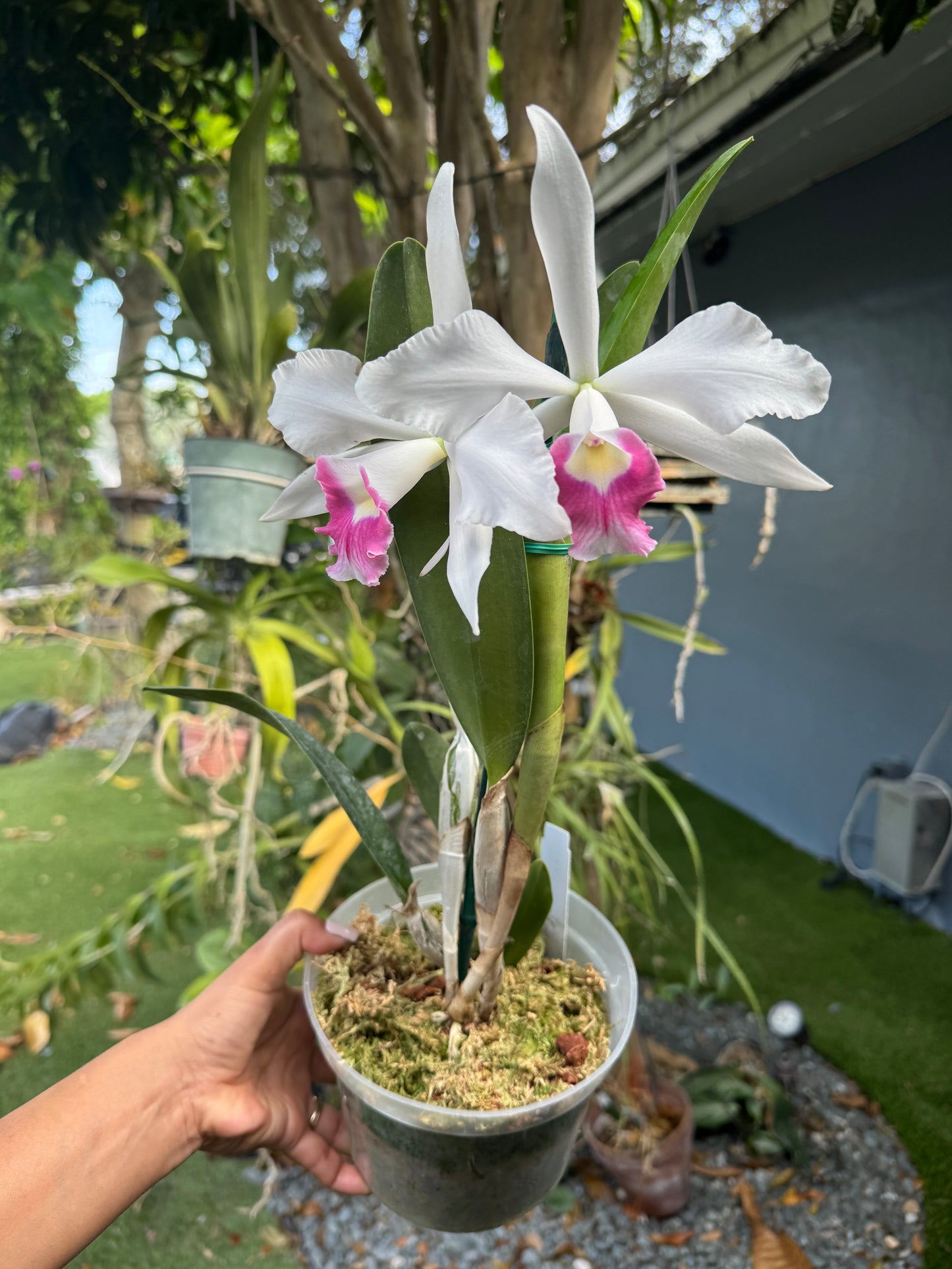 C. Canaima's First (purpurata carnea x violácea carnea pot 6”