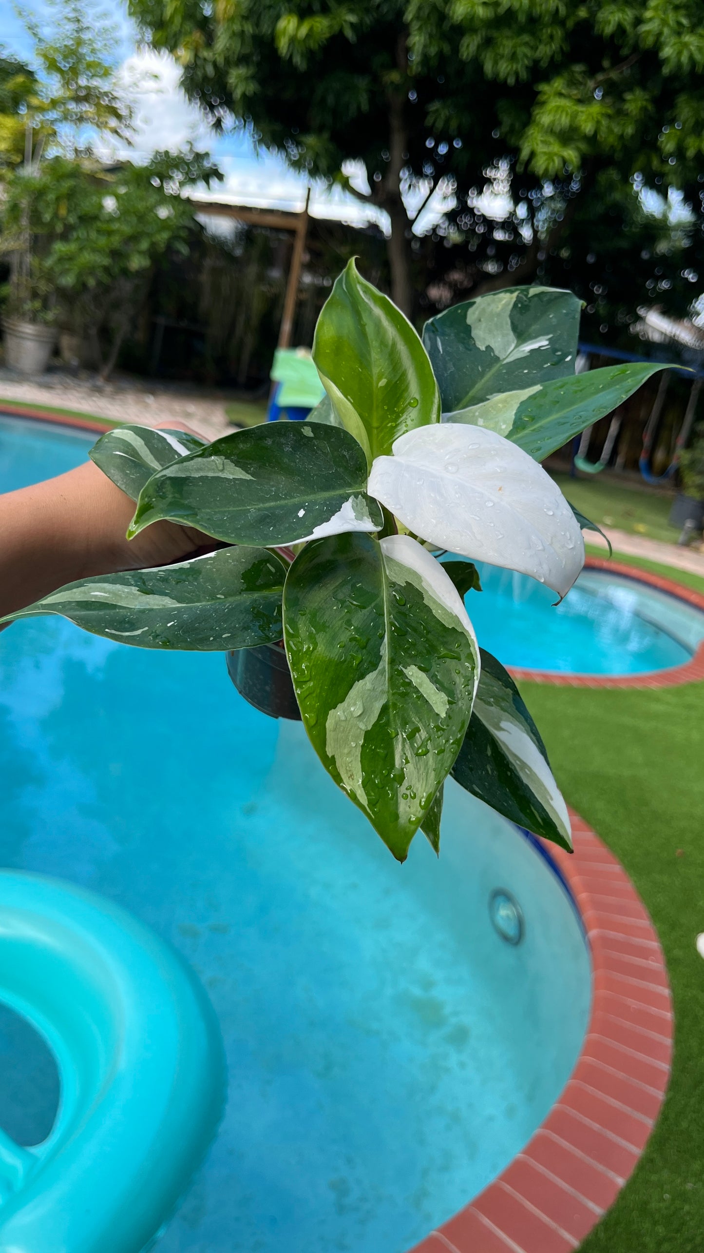 Philodendron white princess 4”