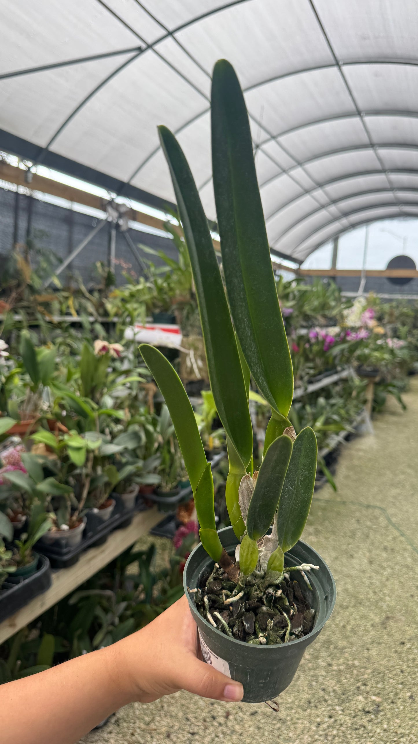 Laelia Purpurata Carnea grower choice 4”