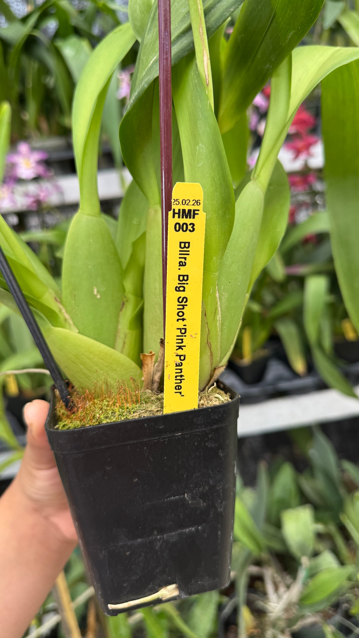 Bllra. Big Shot ‘Pink Panther’