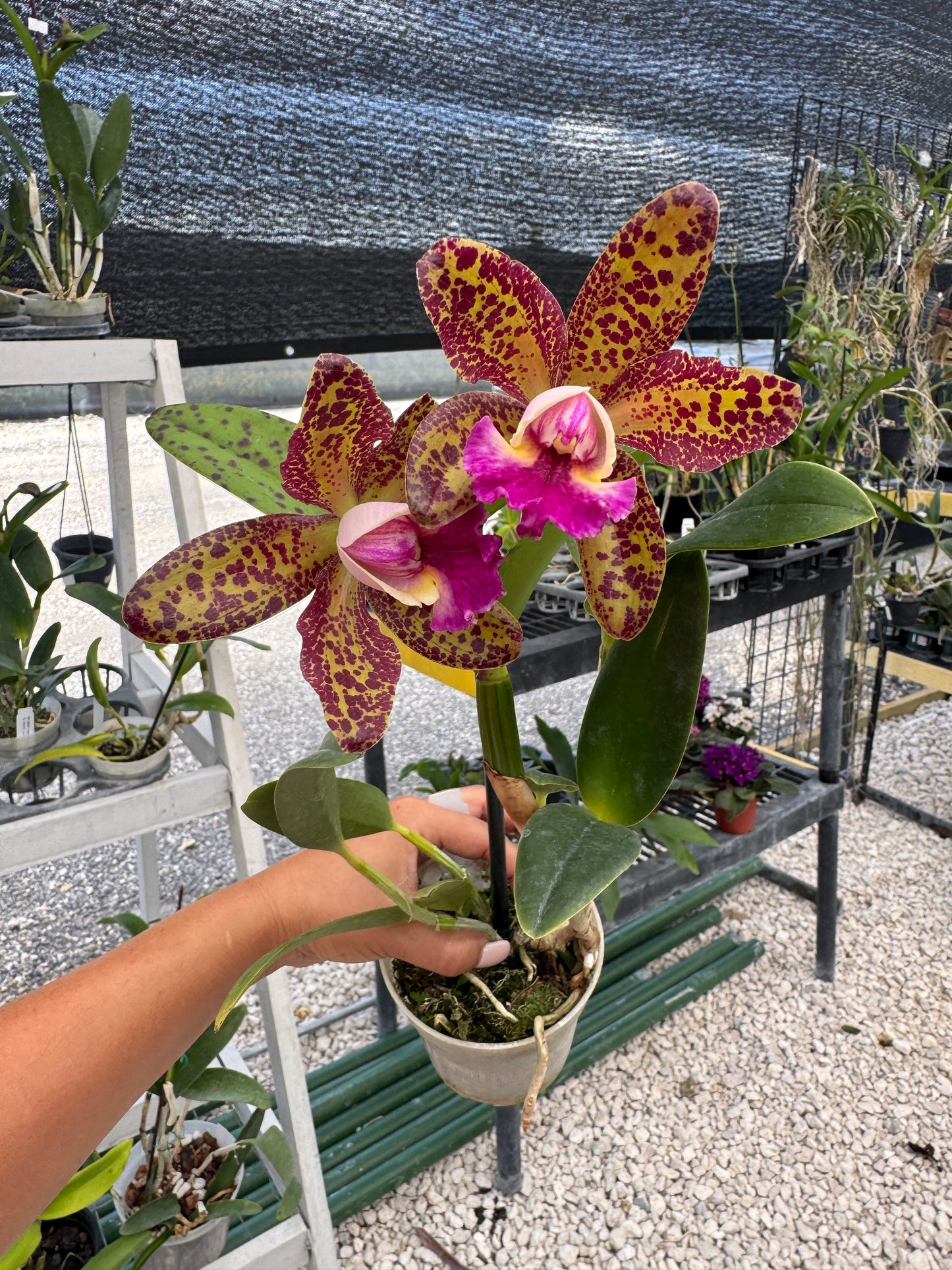 RLC Waianae Leopard ‘Ching Hua’ x C. Jennifer Margaret pot. 4”