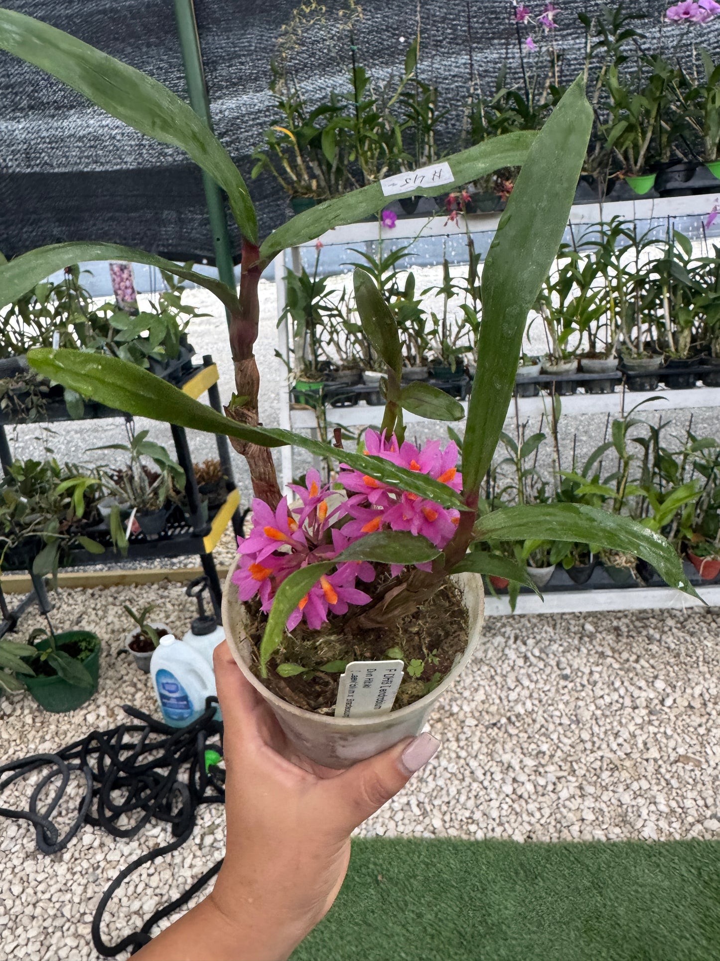 Dendrobium Hibiki pot 4”
