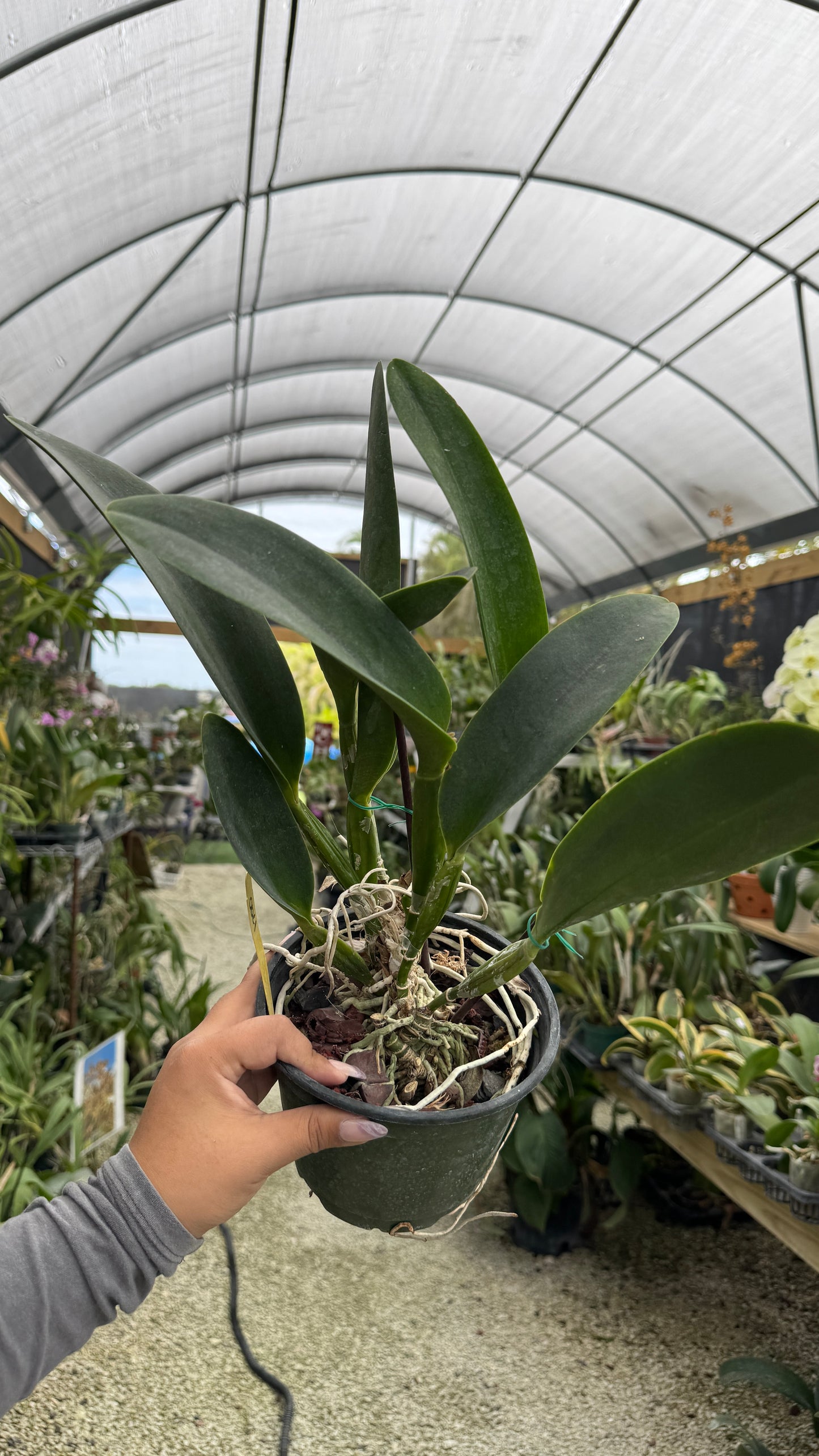 BLC Andy Urasaki 6” Grower Choice