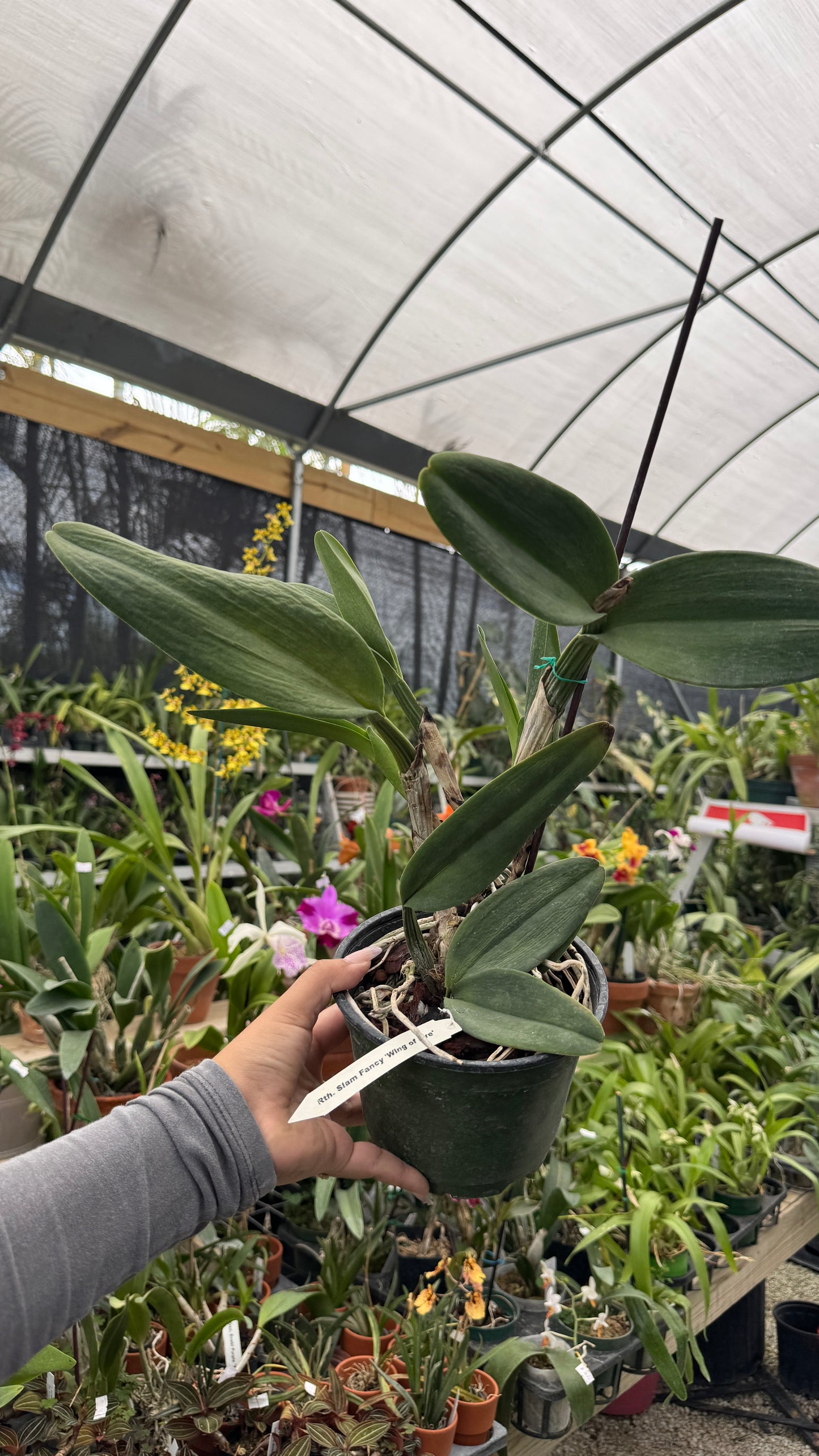 Rth Siam Fancy Wings of Fire Grower Choice 6”