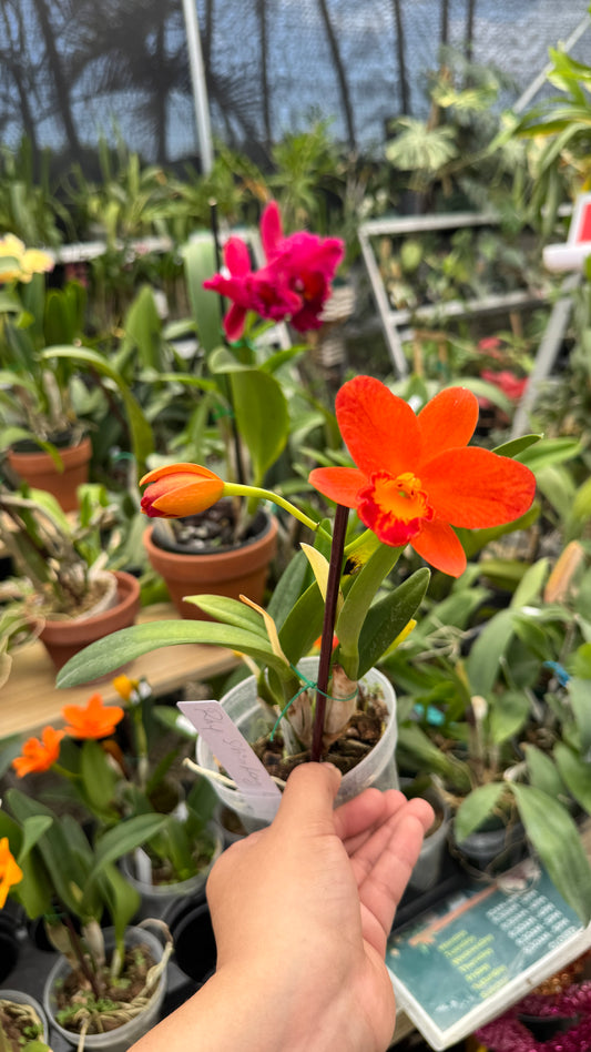 Cattleya shinfong orange 4”