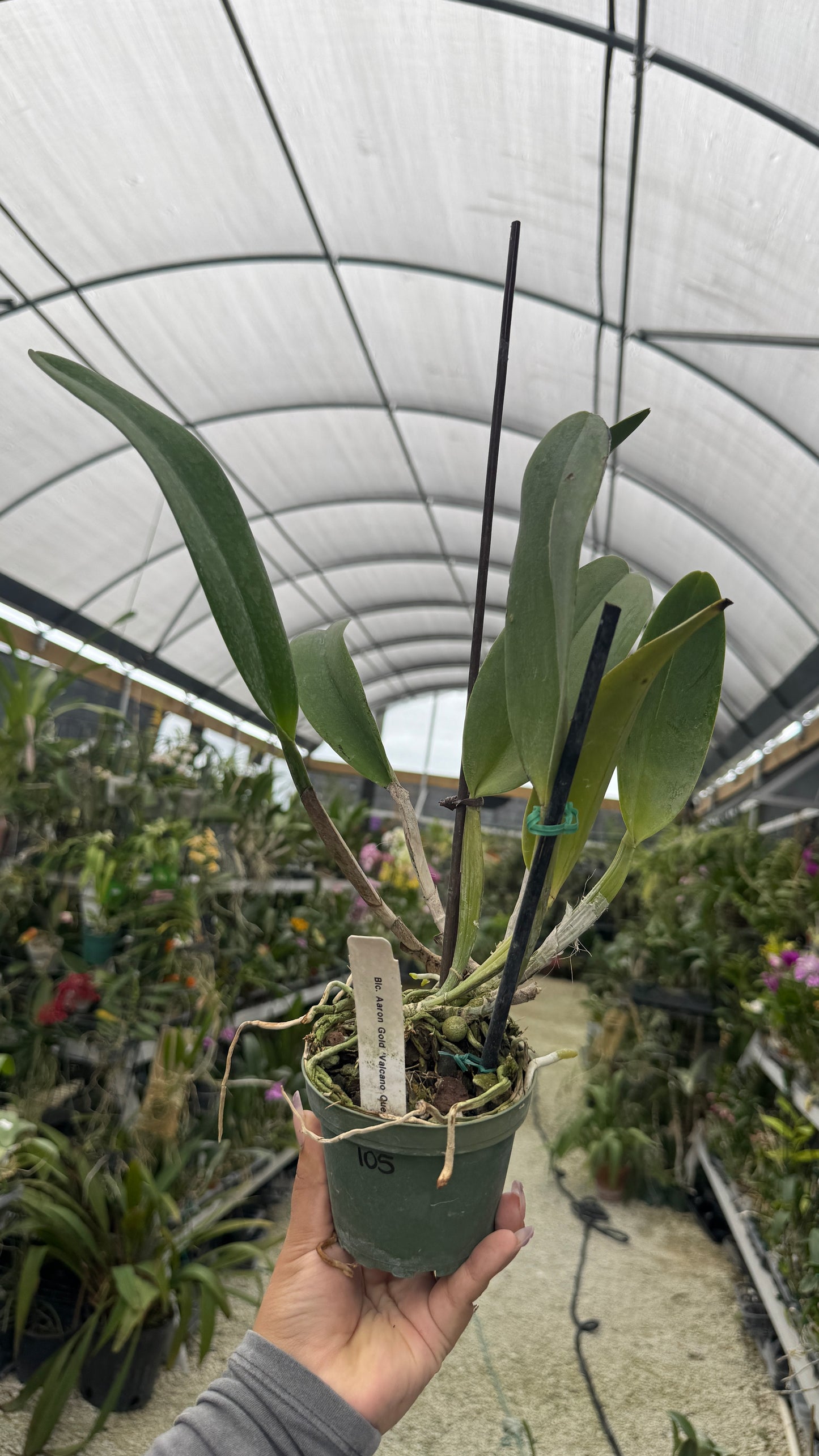 BLC Aron gold volcano queen 4” no flower 105