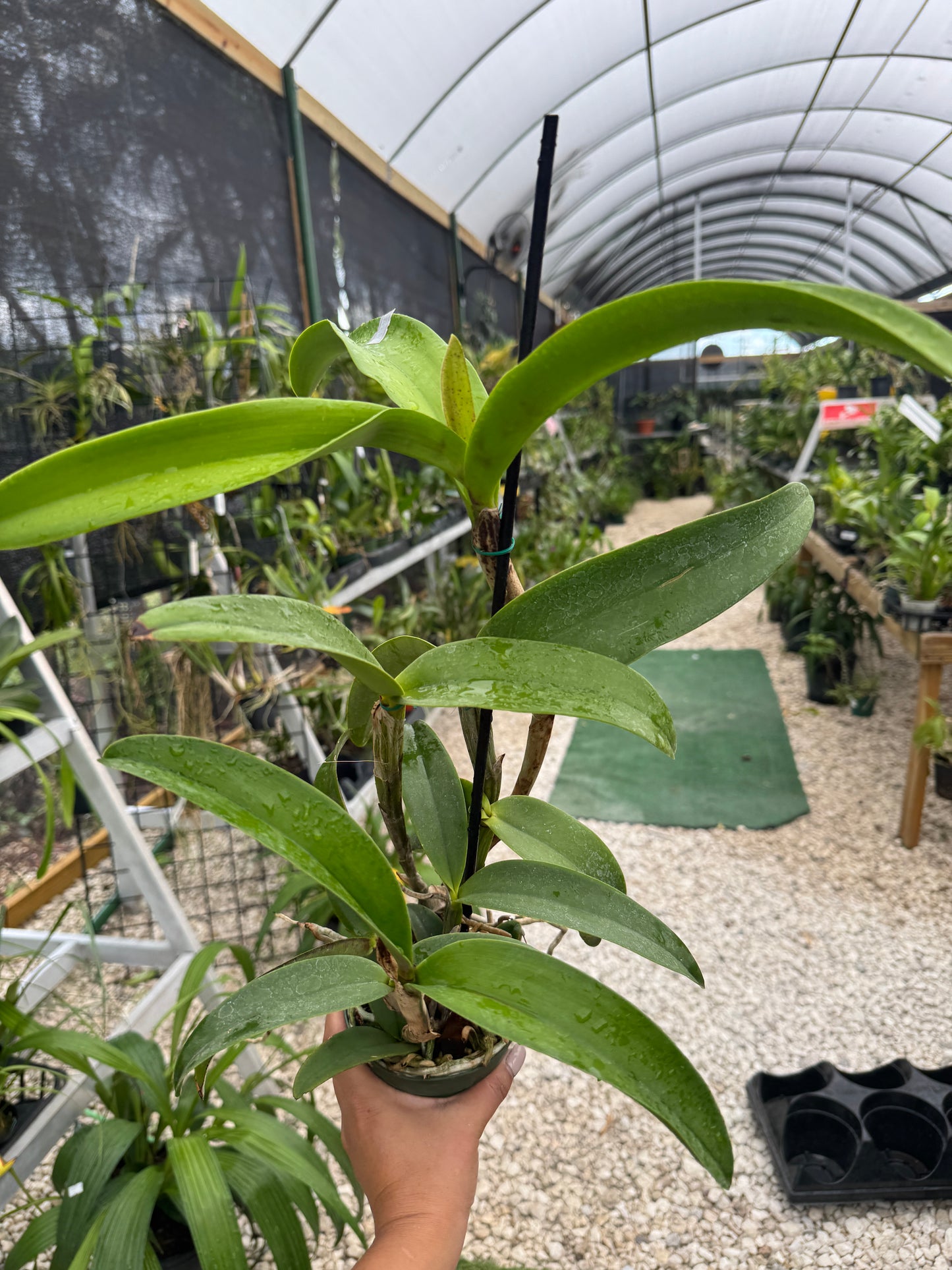 Laeliocatleya Vitoria Munoz pot 4”no flowers