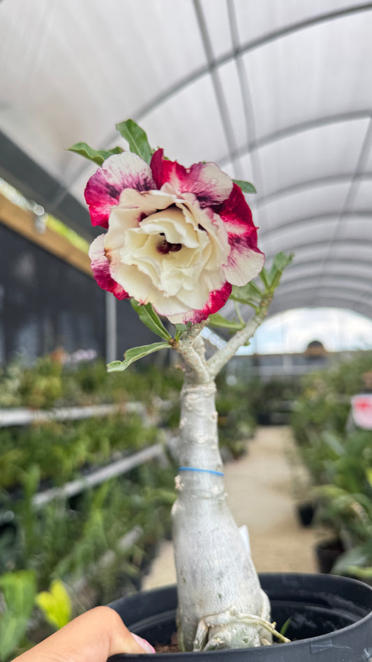 Desert rose Pa Thum Thong 6”