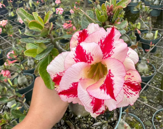 Desert rose 304 4”