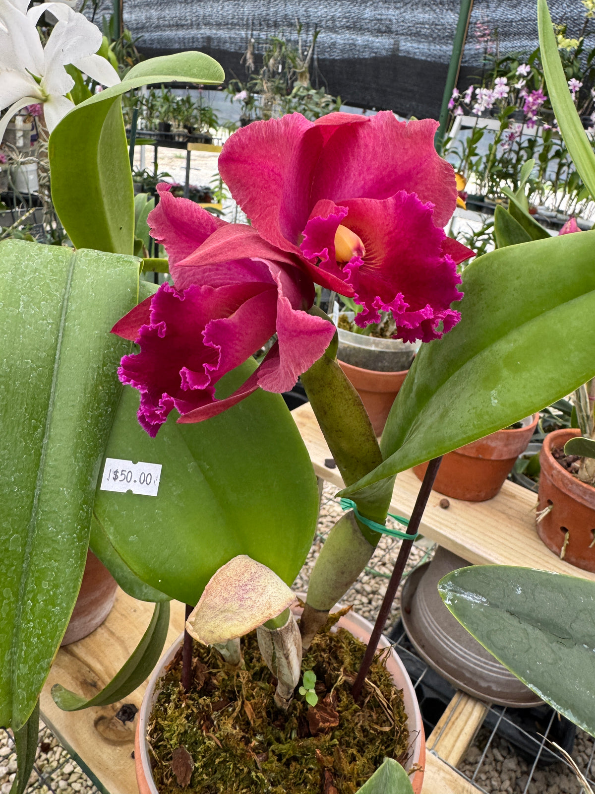 RIc. Krul's Carolina Passion 'OQF' Miva’s Passion x Carolina Solendor) pot 6 “