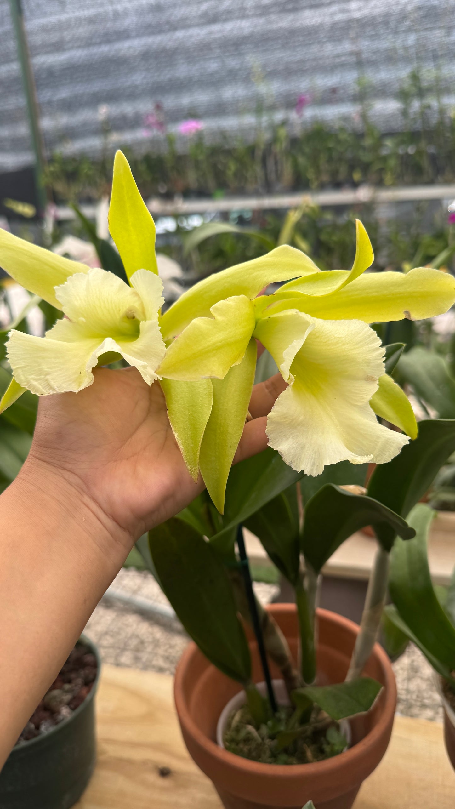 Prosrhyncholeya Muscat Smile 'Green Mountain' (Enc. Mariae x Blc. Lester McDonald) Pot 4”