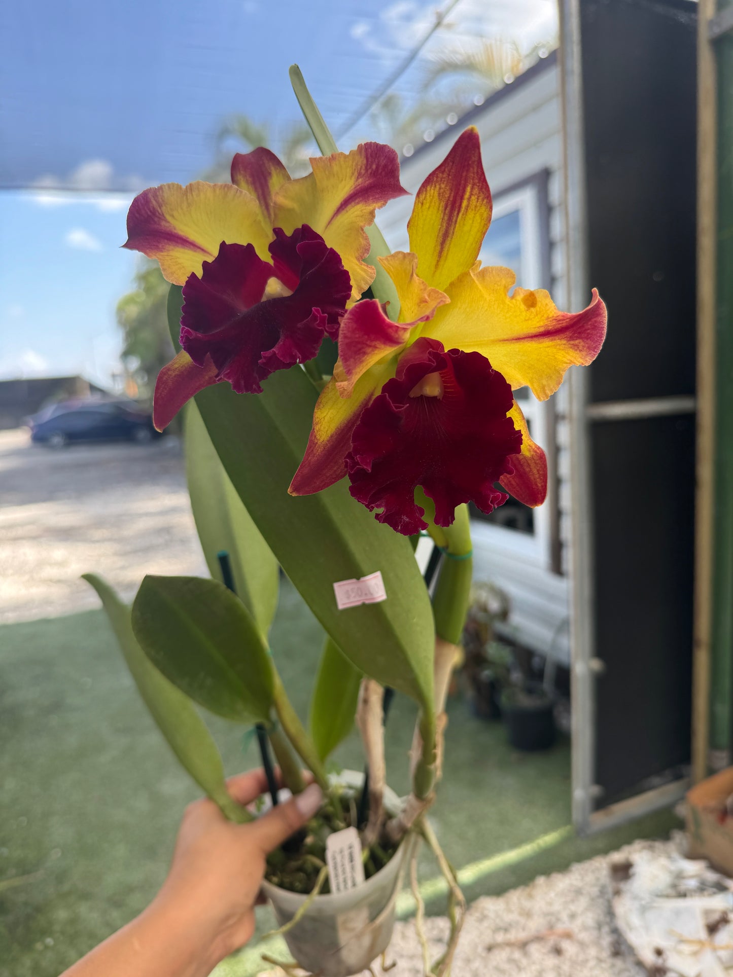 Rlc. Toshie Aoki Starburst pot 4”