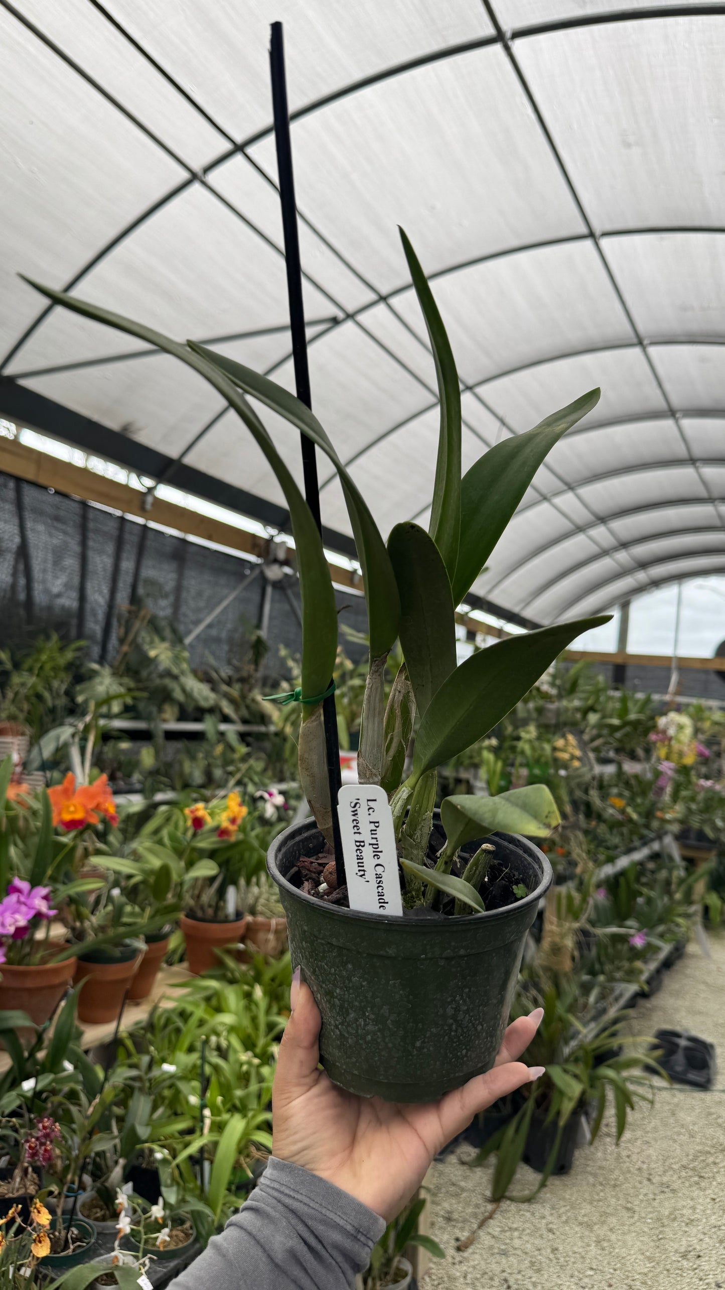 Lc Purple Cascade Sweet Baby 6” Grower Choice