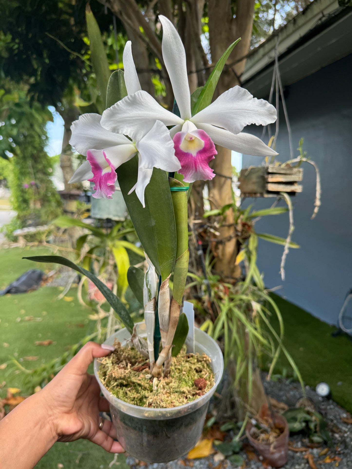 C. Canaima's First (purpurata carnea x violácea carnea pot 6”
