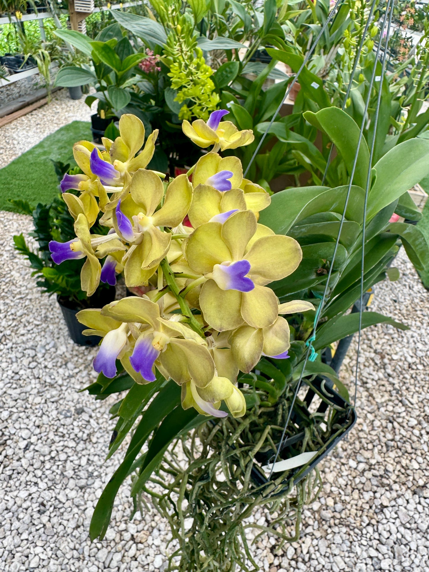 Vanda hybrids
Sasicha x Nopporn Golden Dream