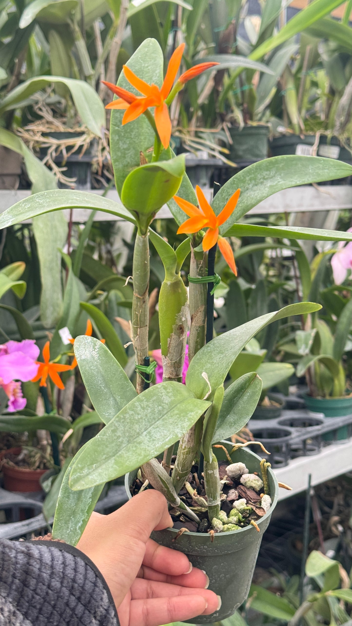 Guarianthe aurantiaca sin manchas 4”