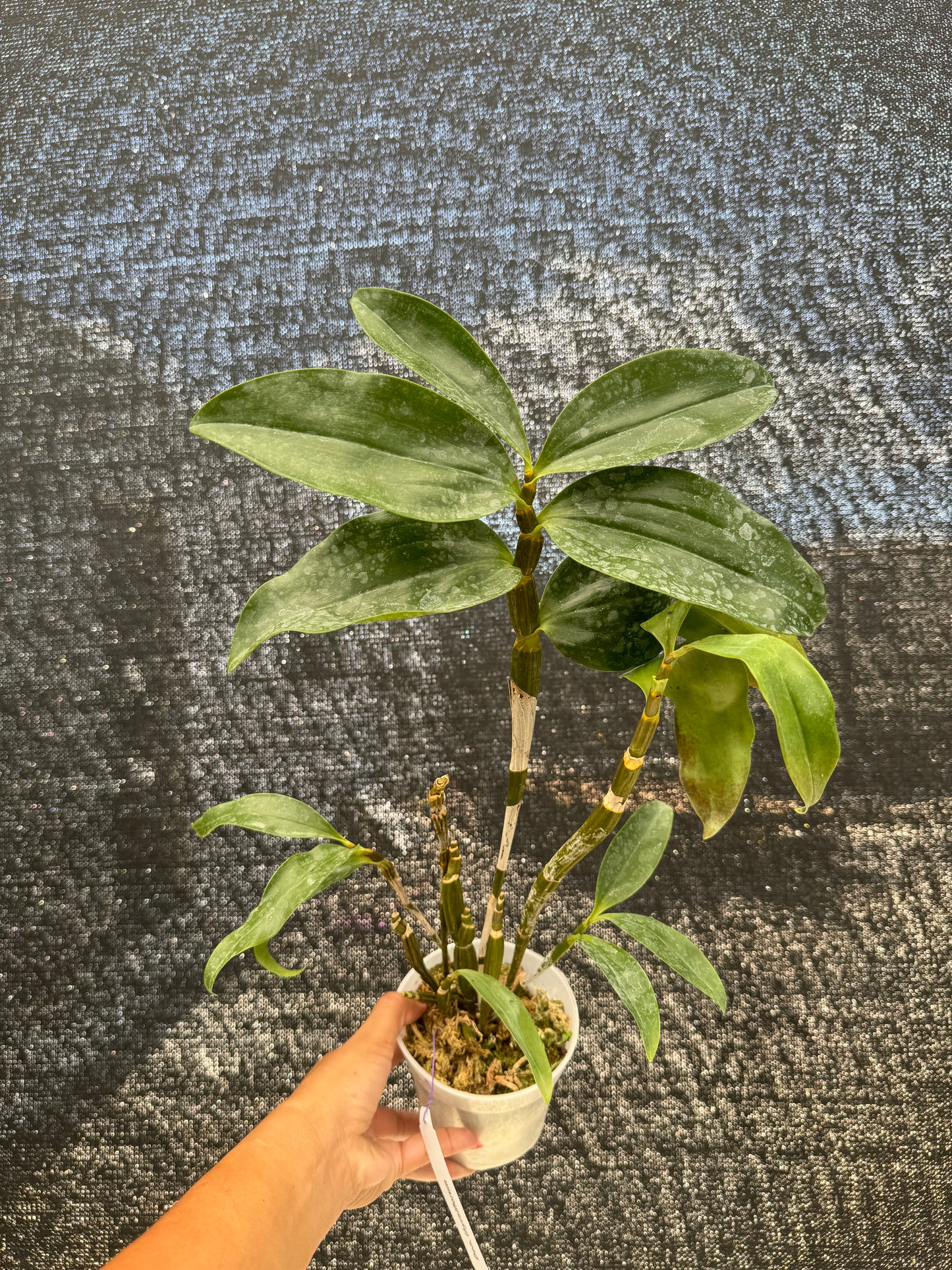 Dendrobium  thyrsiflorum pot 4”