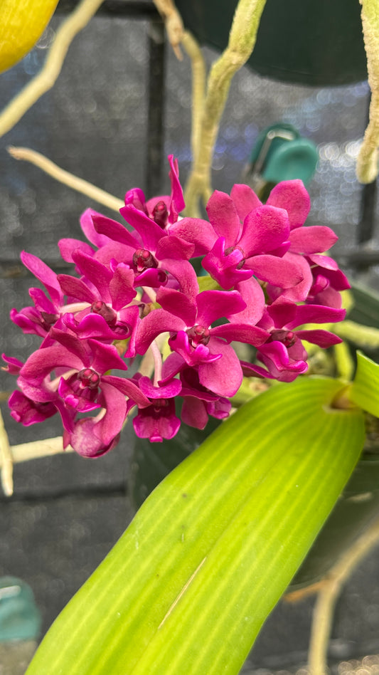 Rhynchostelis Gigantea purple Color 4”