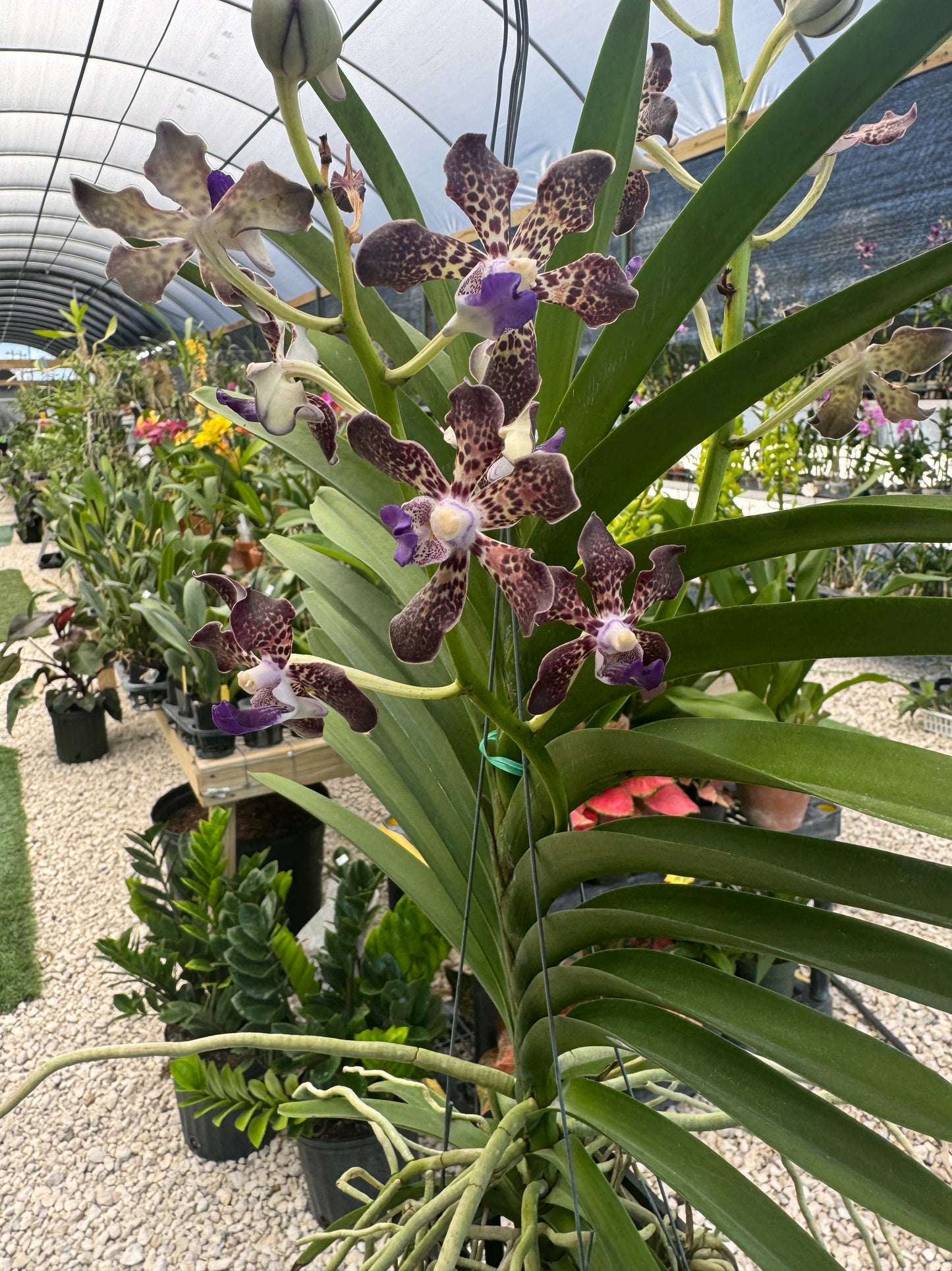 Papilionanda. Suwannaphum Mighty Lilag Savor (Hybrid)