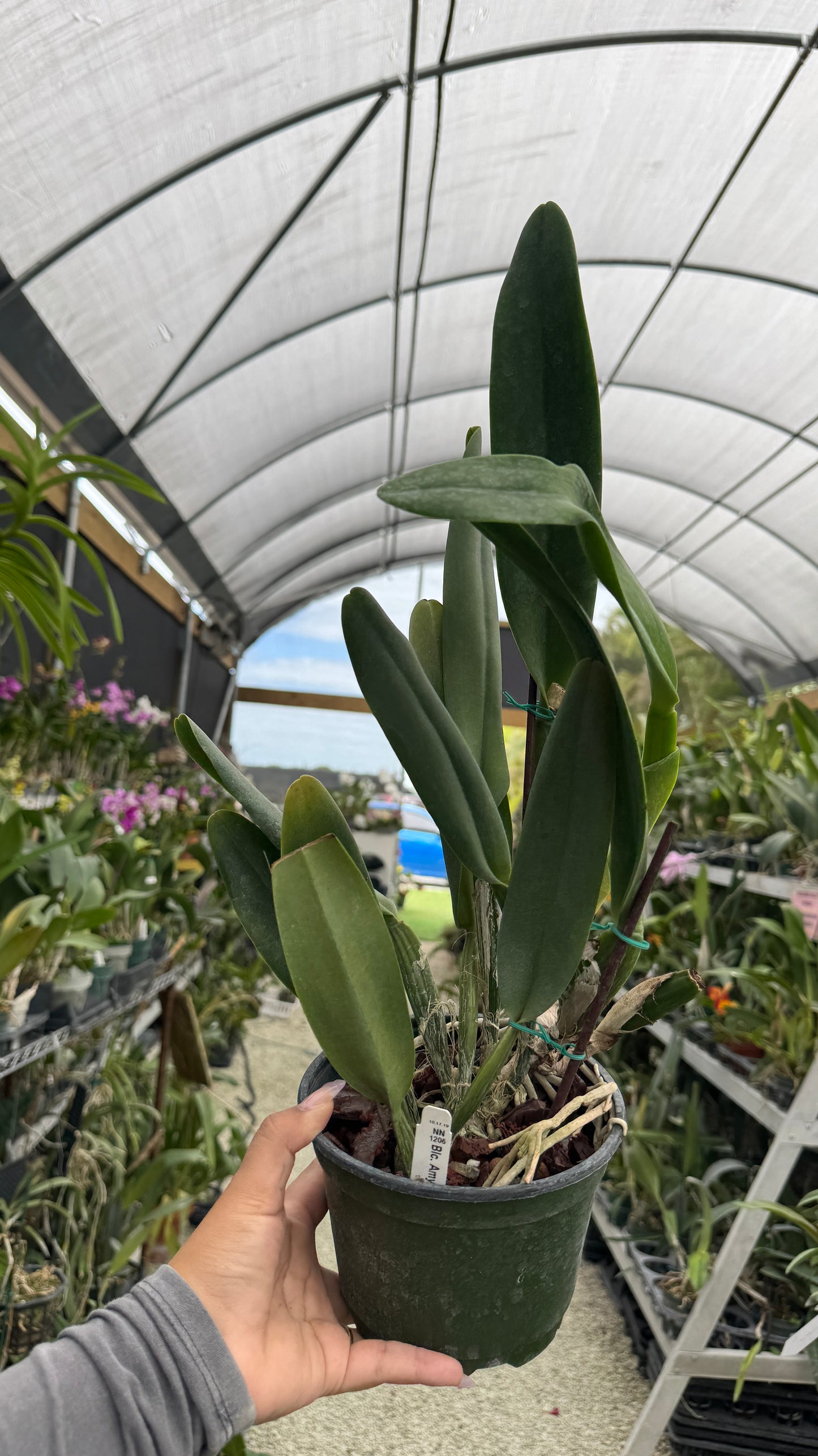 BLC Amy Wakasugi 6” grower choice