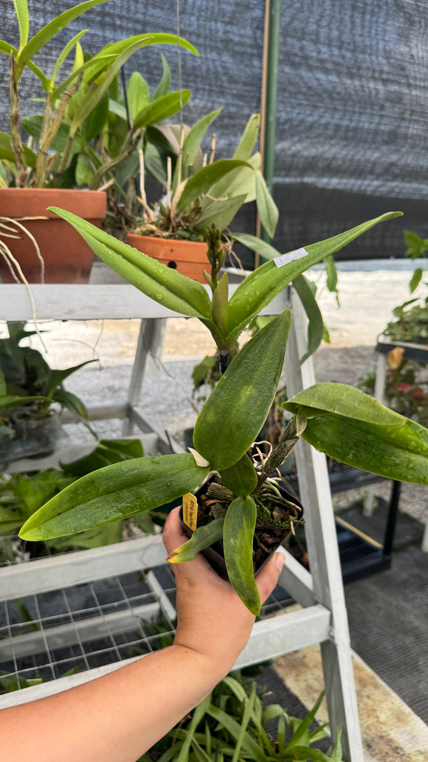 Eplc. Volcano trick paradise 4”