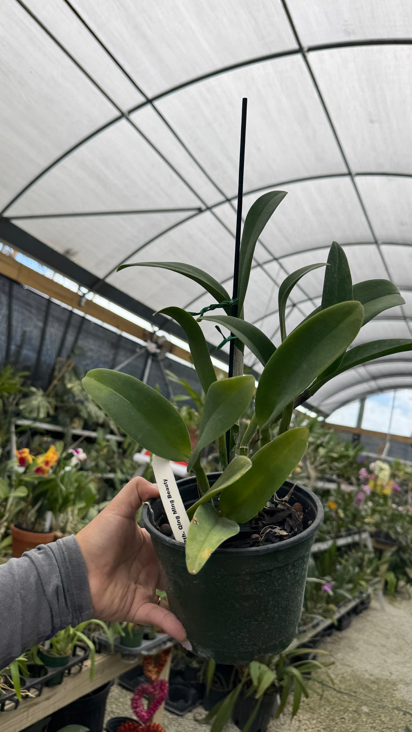 Rth Qing Ming Beauty 6” Grower Choice