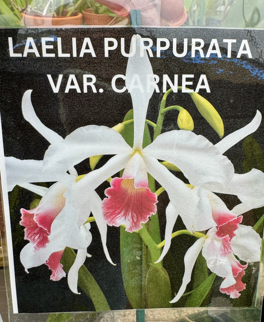 Laelia Purpurata Var. Carnea