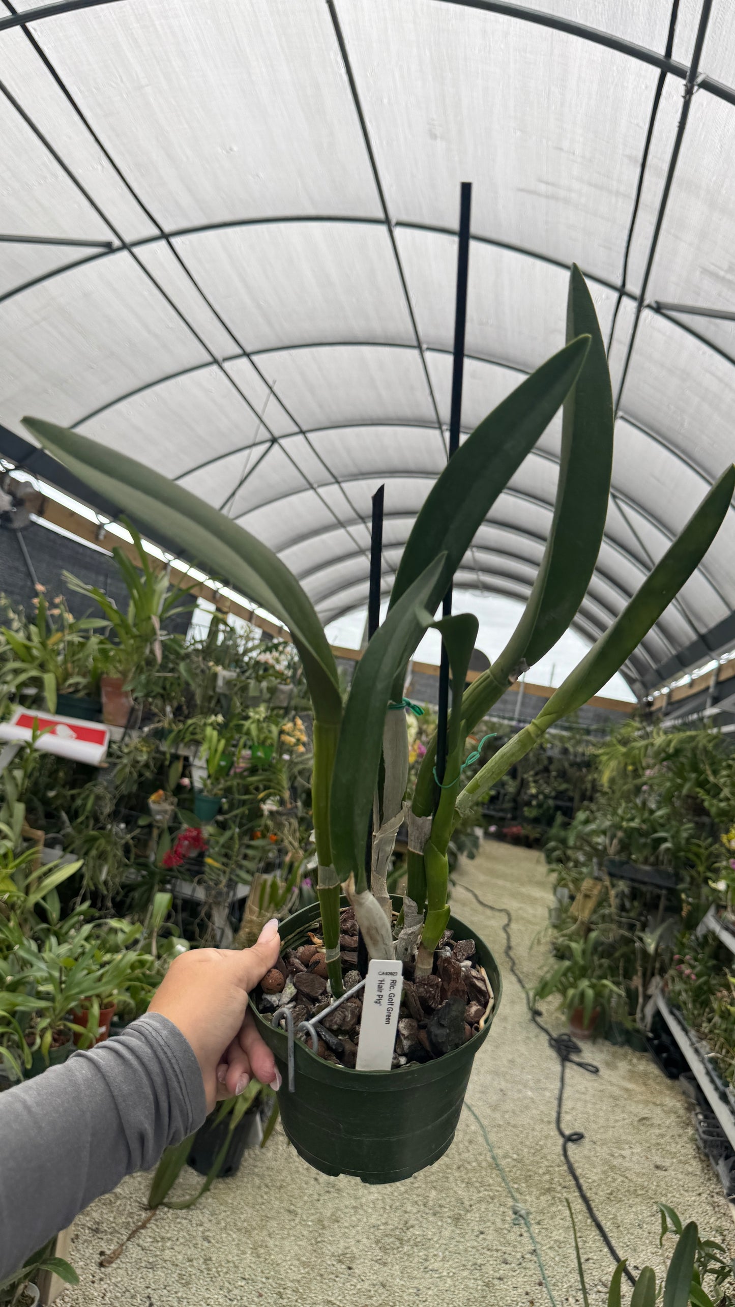 Rlc. Golf Green Hair Pig 6” grower choice