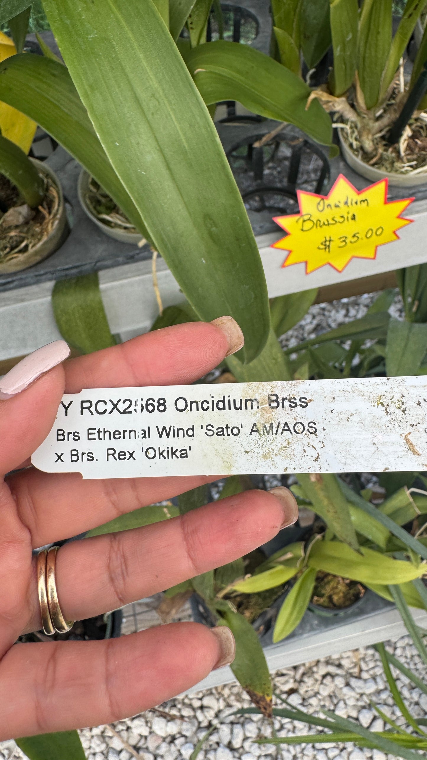 Oncidium Brss-Brs Ethern al Wind 'Sato' AM/AOS x Brs. Rex 'Okika'