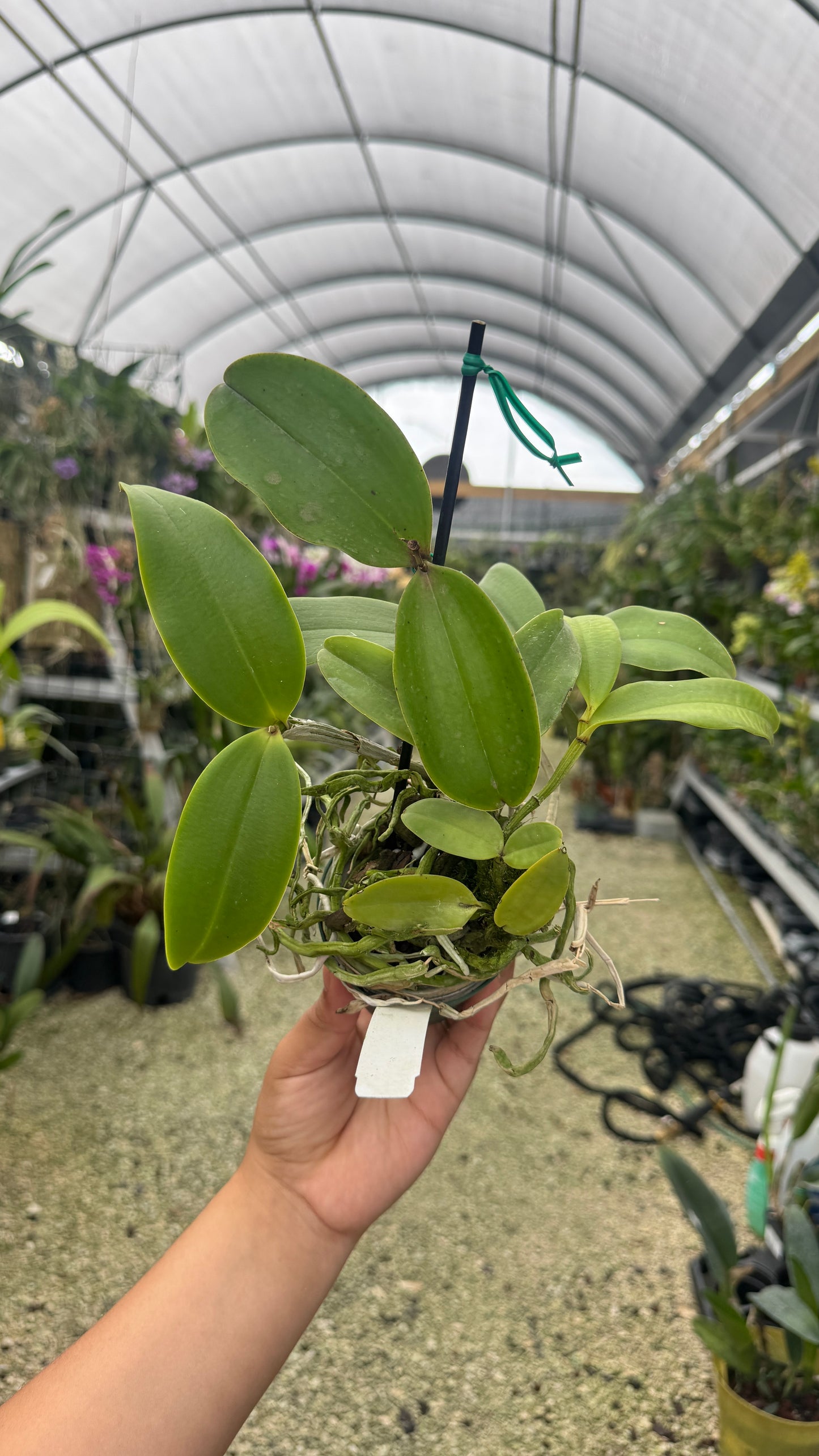 C. Peckhaviensis 4” (J)