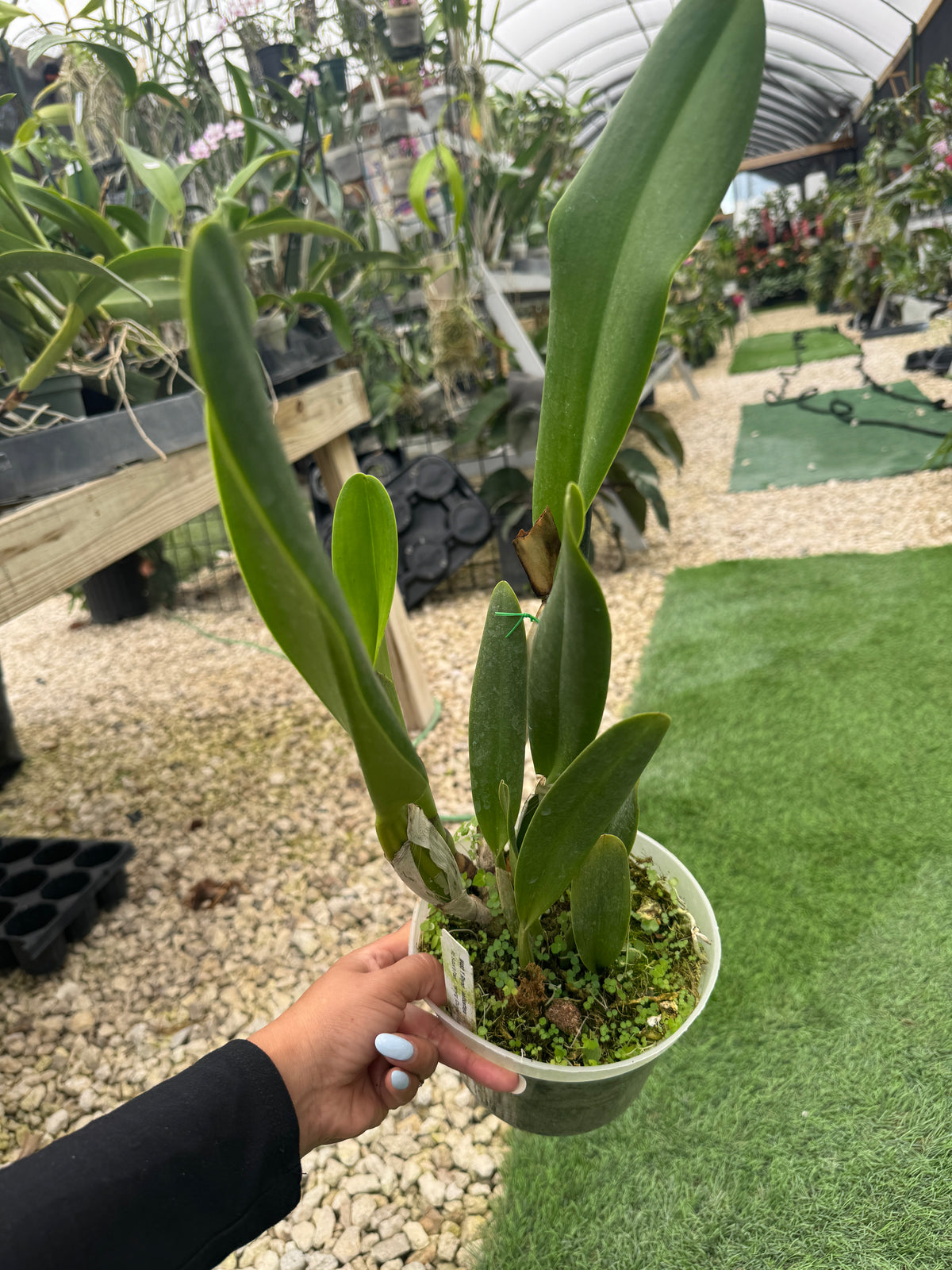 RLC. SUZUKI'S PRECIOSA 'HSINYING Pot 6” No Flowers