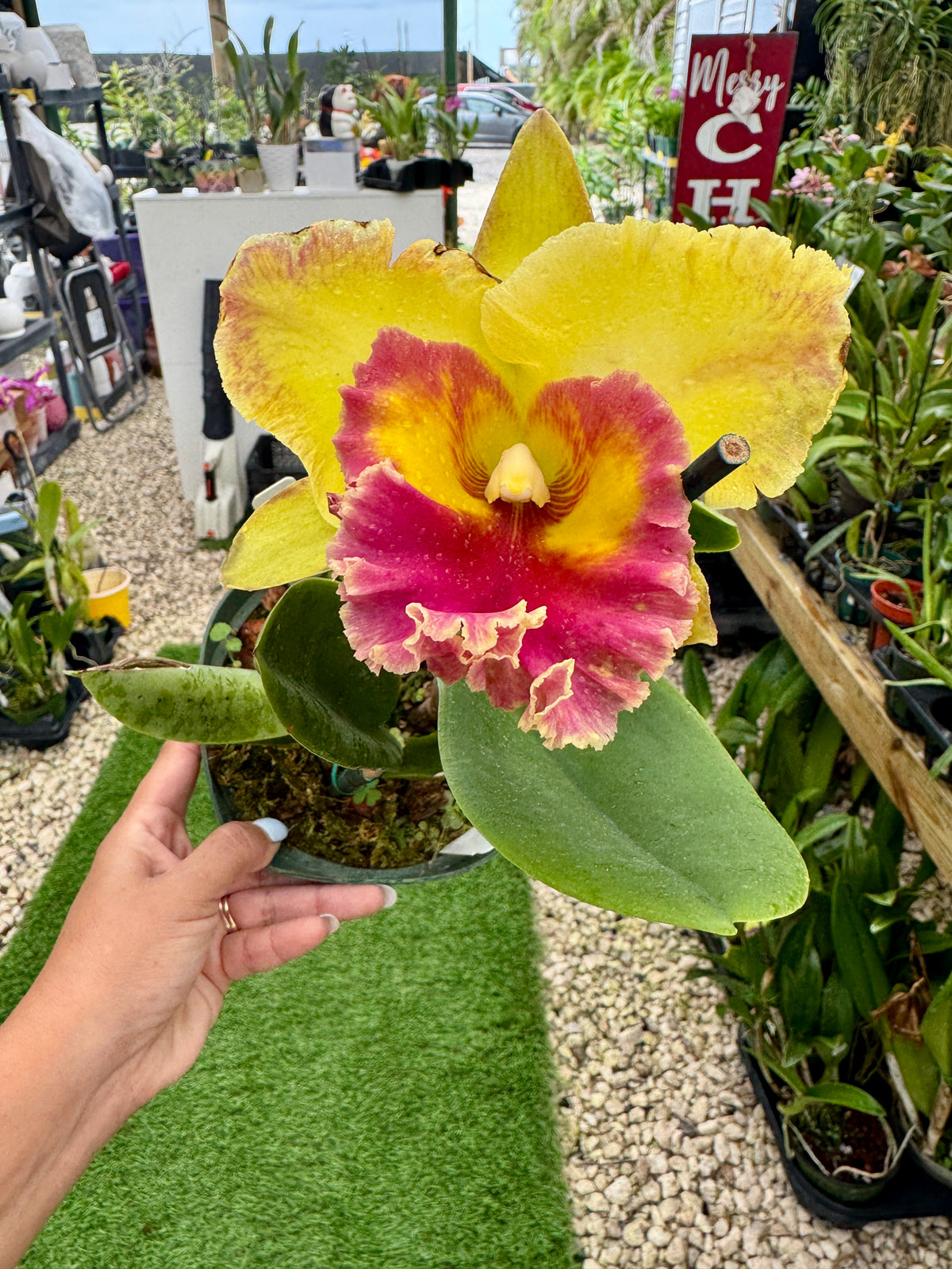 Rlc. Chomthong Fancy 'Fireball pot 6”