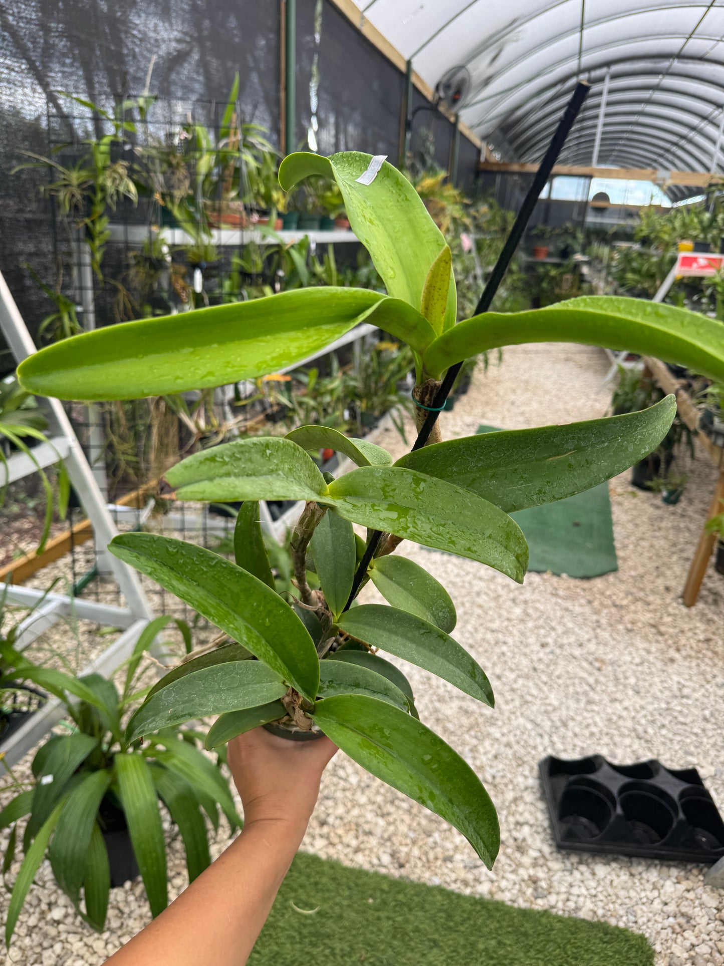 Laeliocatleya Vitoria Munoz pot 4”no flowers