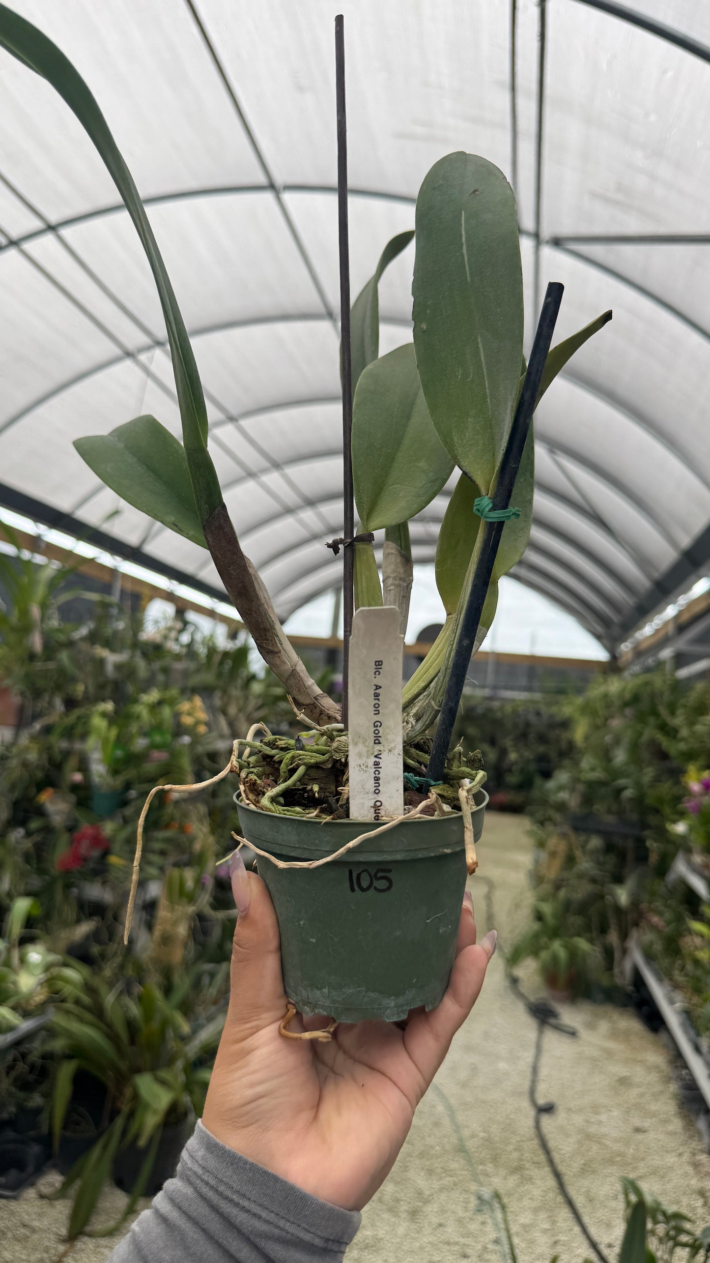 BLC Aron gold volcano queen 4” no flower 105
