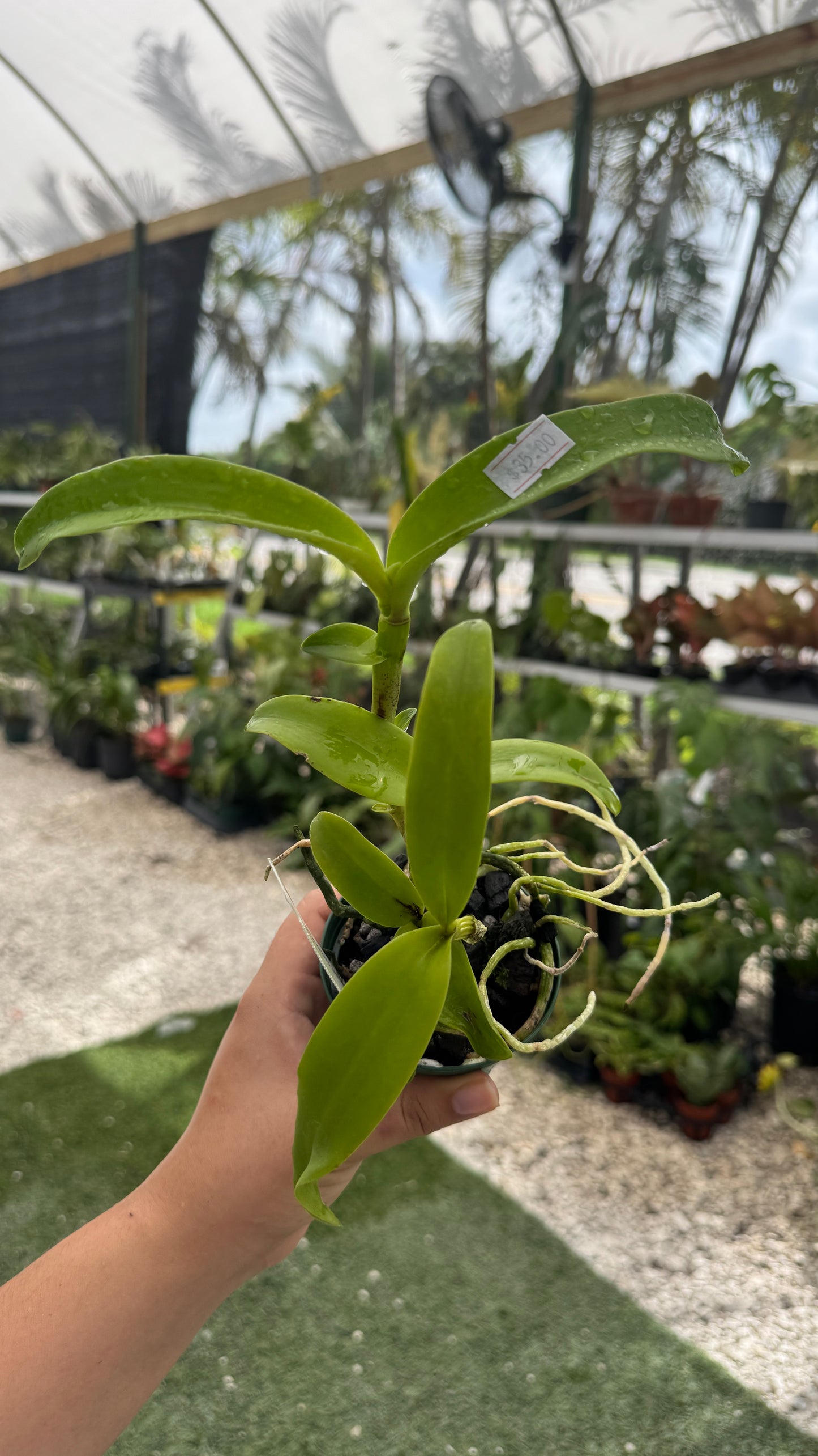 Ctt. Chocolate drop x self 3”