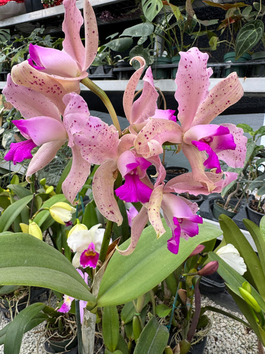 Laeliocatleya Vitoria Munoz pot 4”no flowers