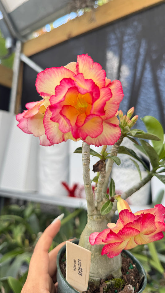 Desert rose 245 4”