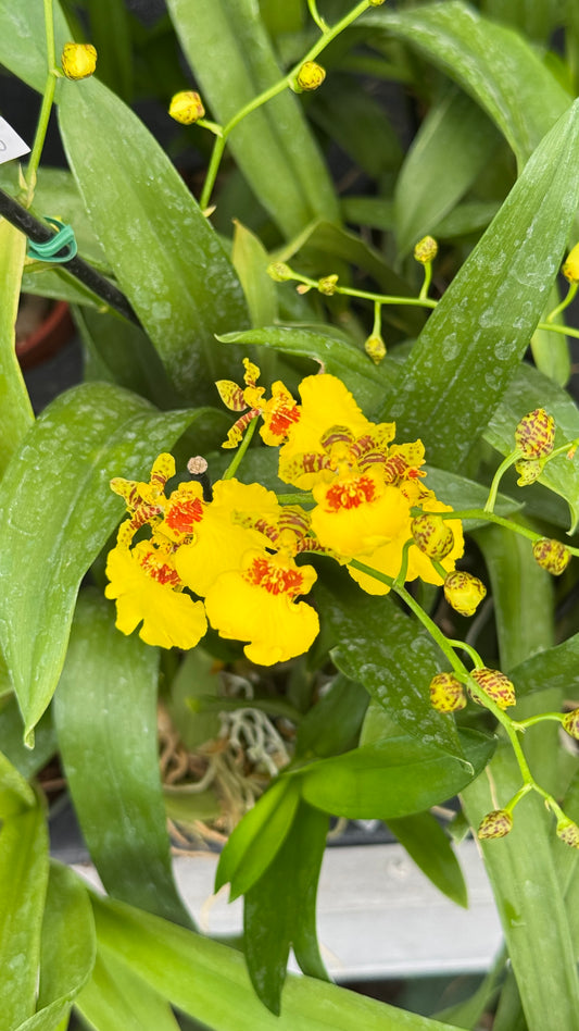 Oncidium Dancy Lady 4”
