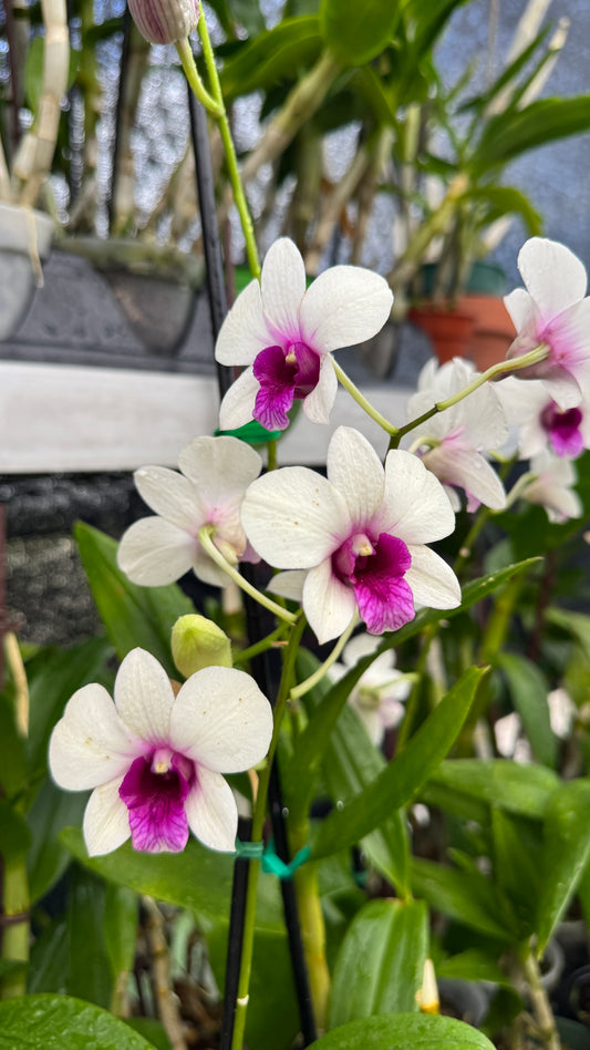 Dend white and pink (grower choice) 4”