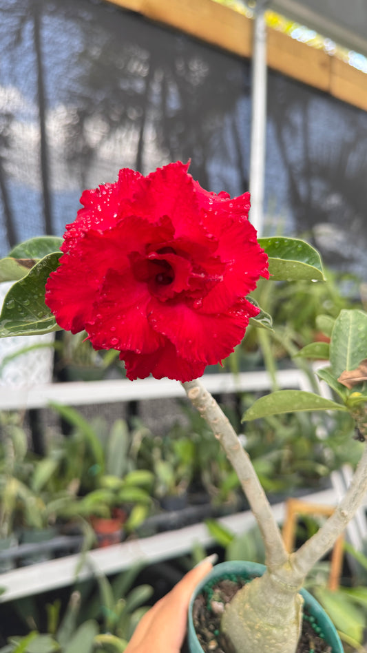 Desert rose 350 4”