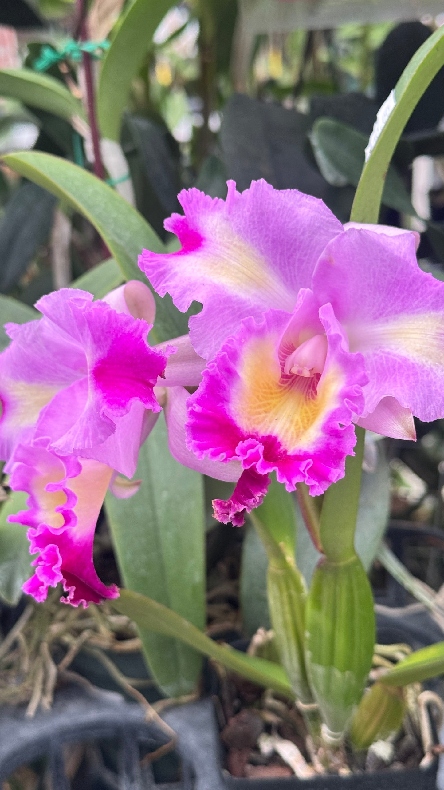 Cattleya Color Guard 4”